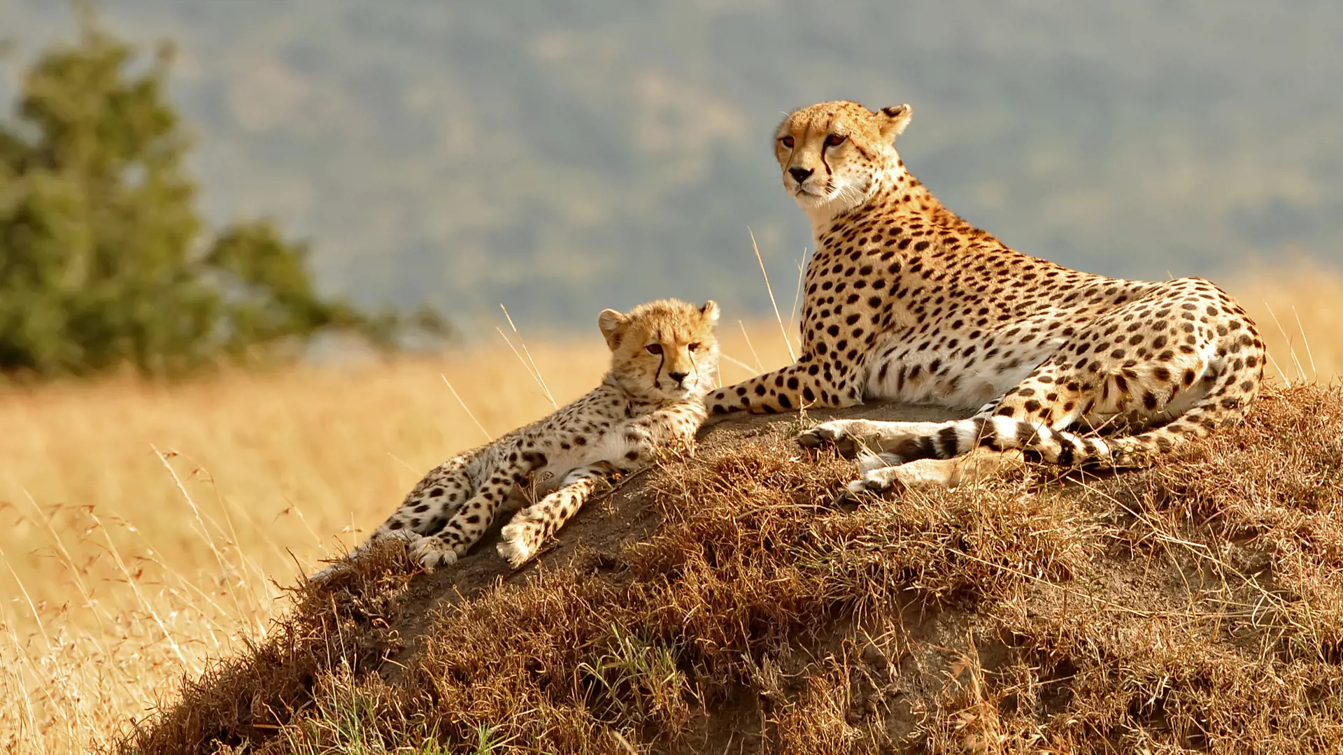 I Masai Mara kan du være heldig at spotte de smukke geparder.