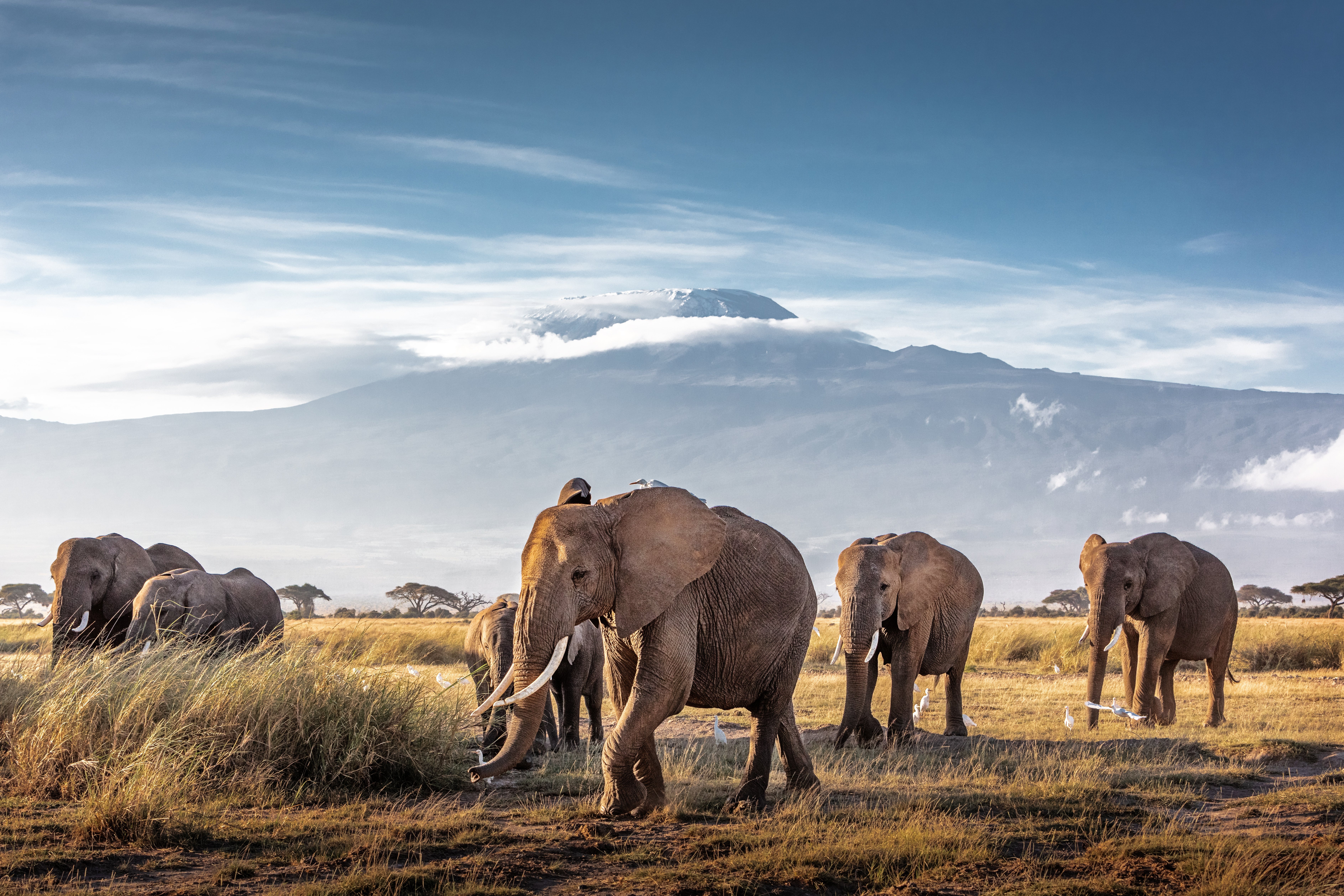 Amboseli Elefanter 4