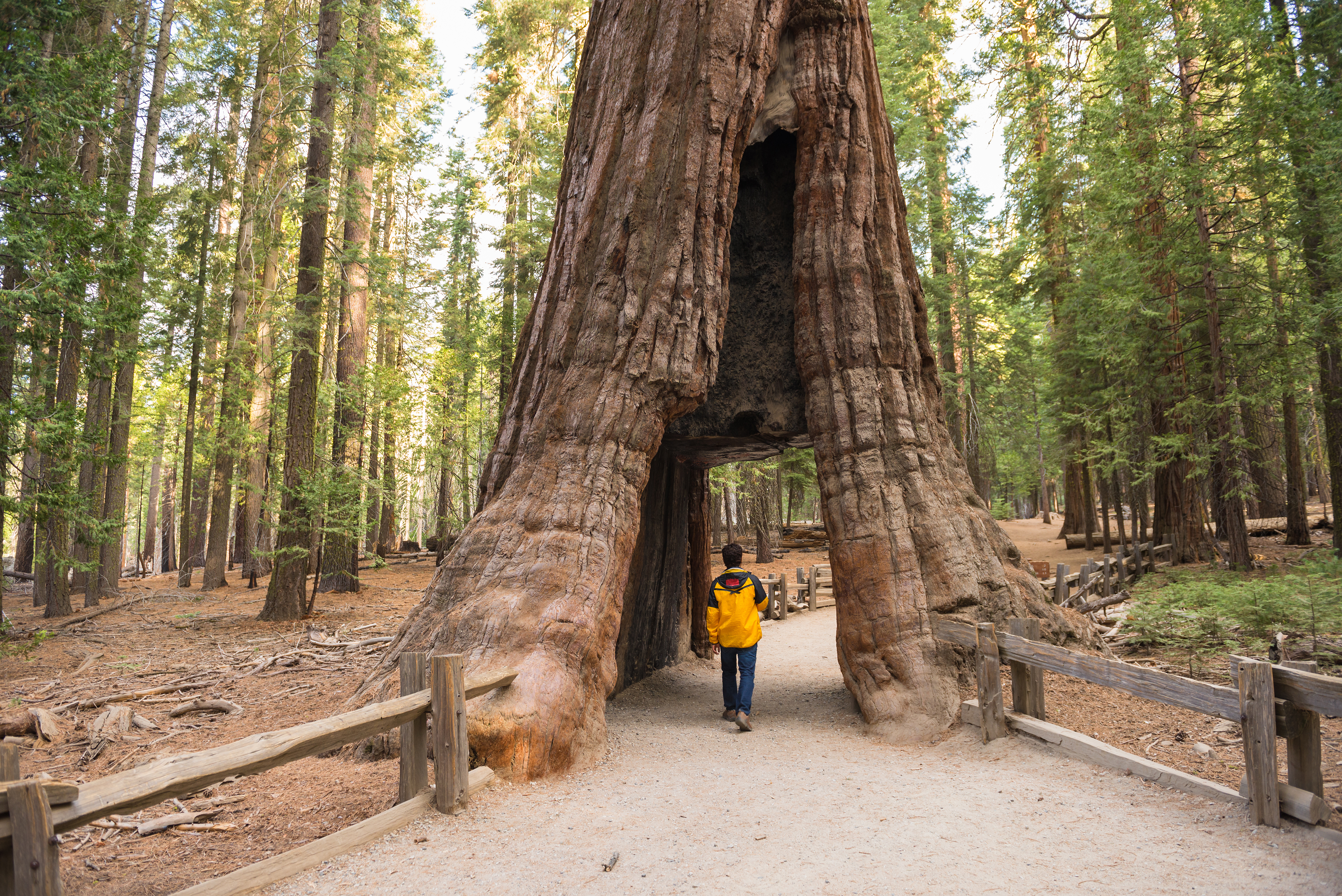 Yosemite nationalpark el sequoia.jpg