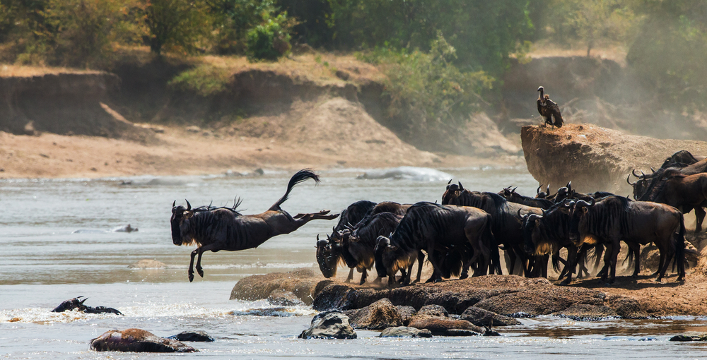 Wildebeest Jumping Into Mara River. Great Migration. Masai Mara. Kenya.