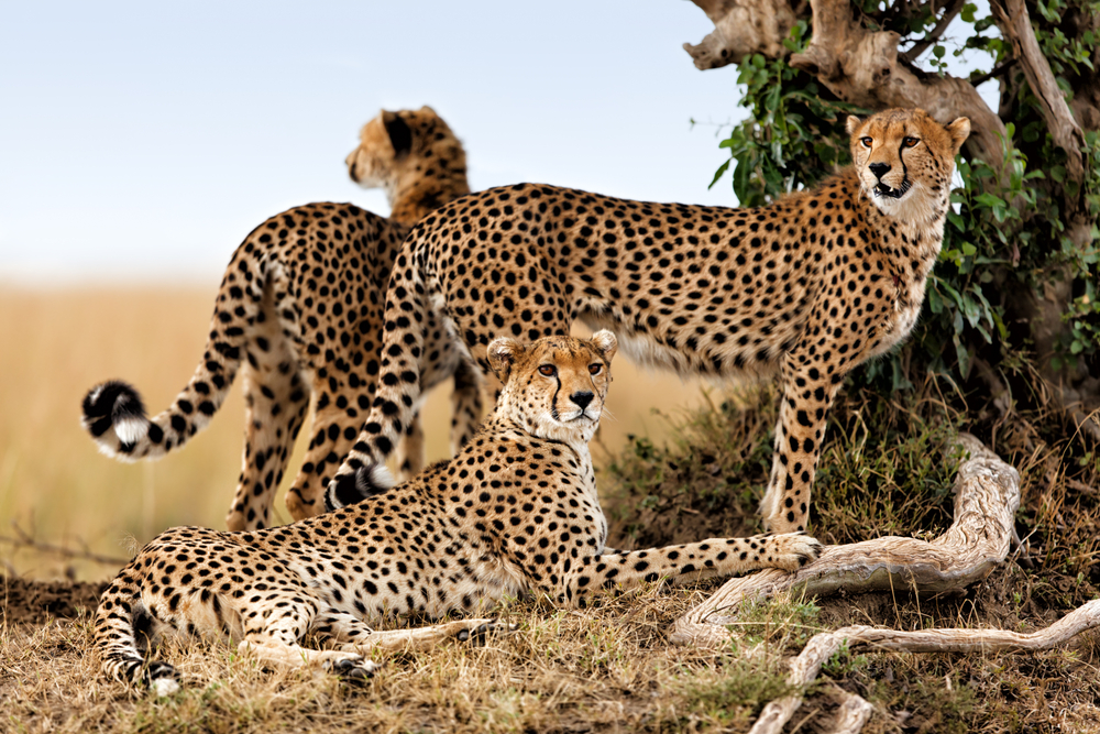 Cheetah Mother And Two Older Cubs, Masai Mara