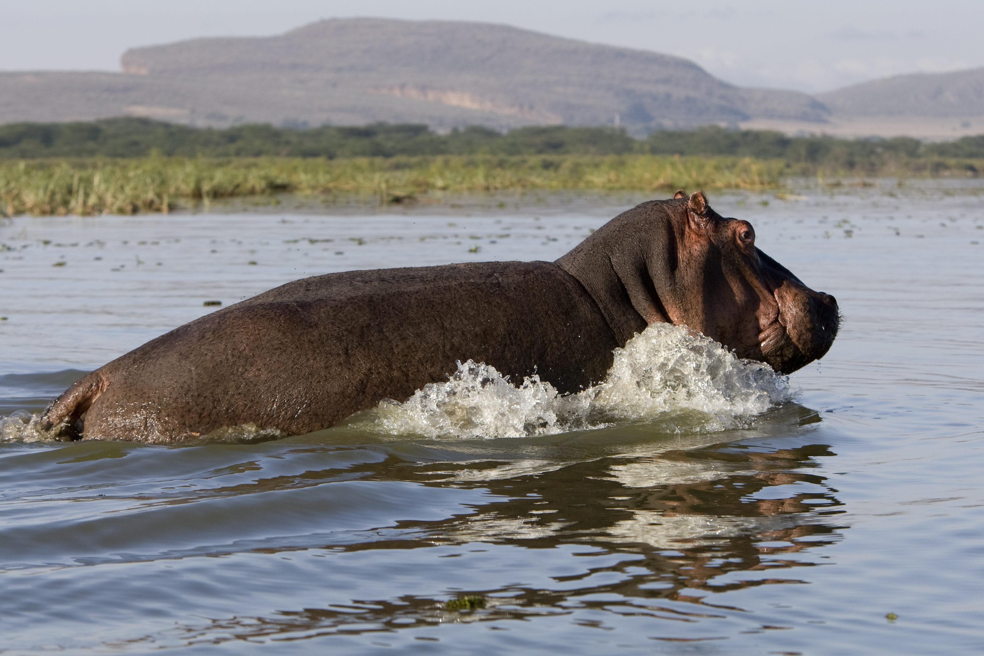 Hippo In Lake Naivasha