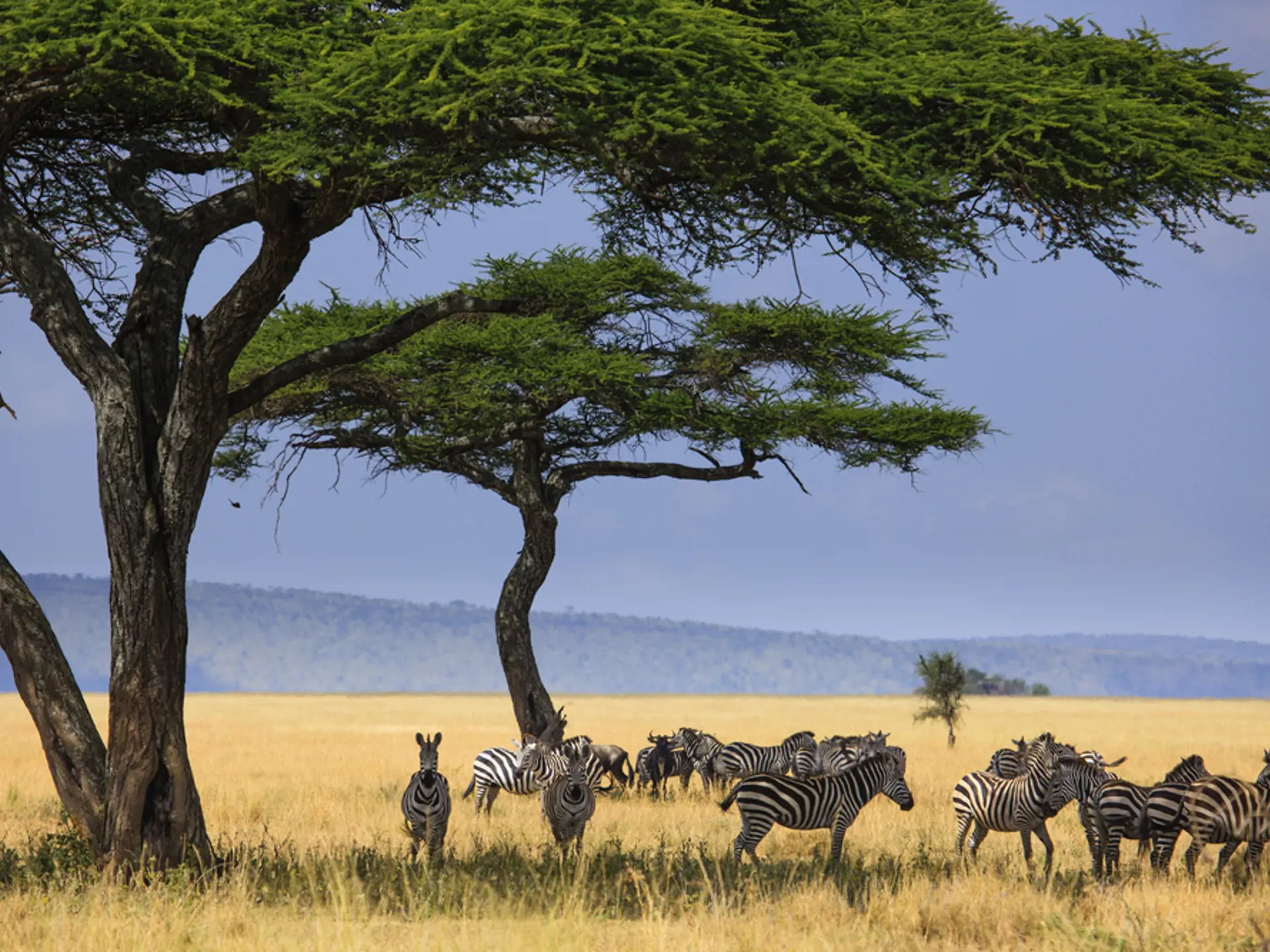 Serengeti Zebraer