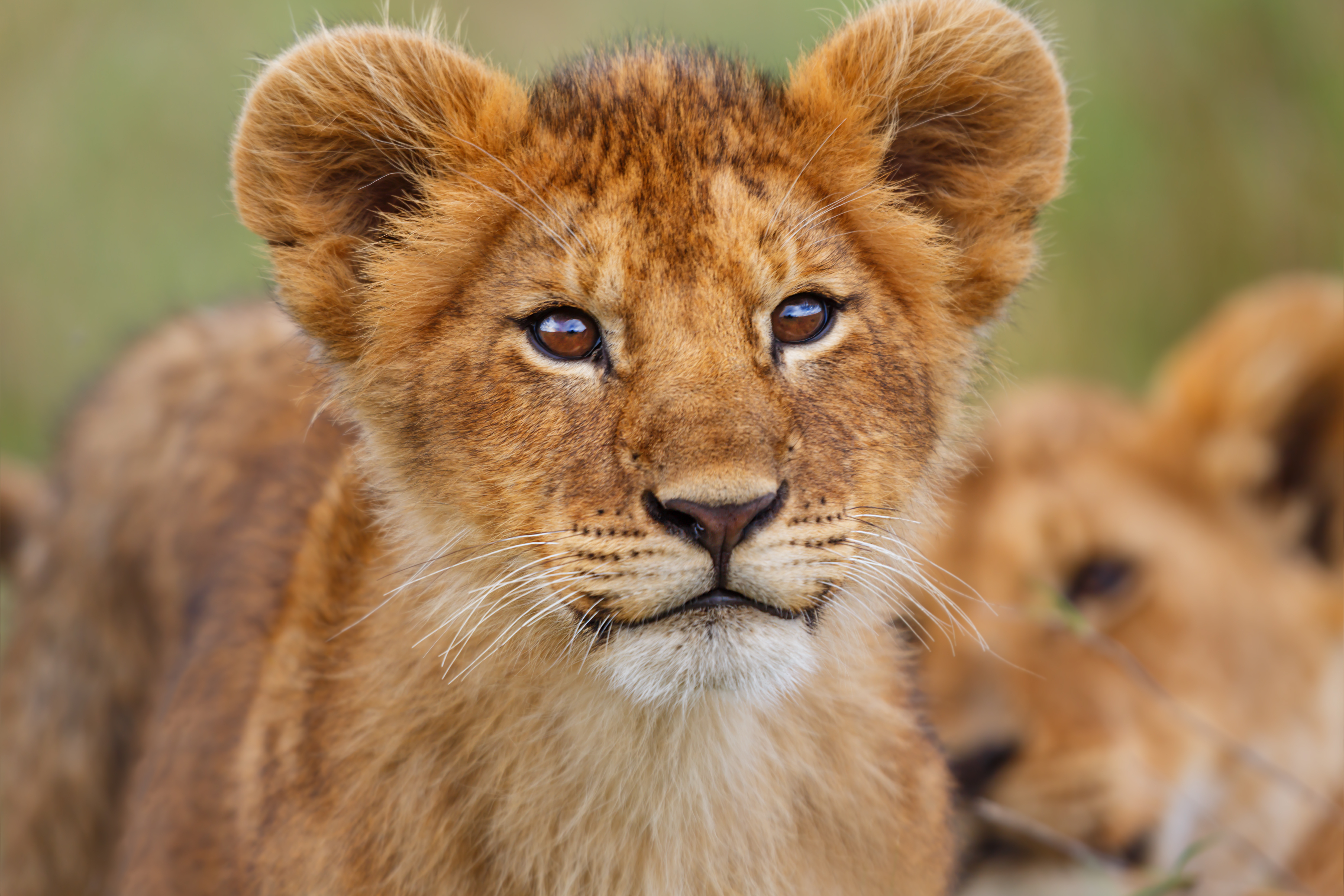 Shutterstock 216208804