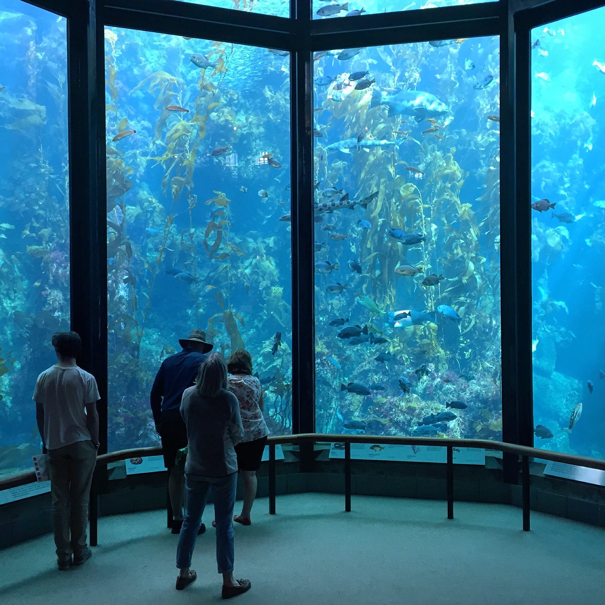 shutterstock_391699453 Visitors view fish in the Kelp Forest tank at The Monterey Bay Aquarium.jpg