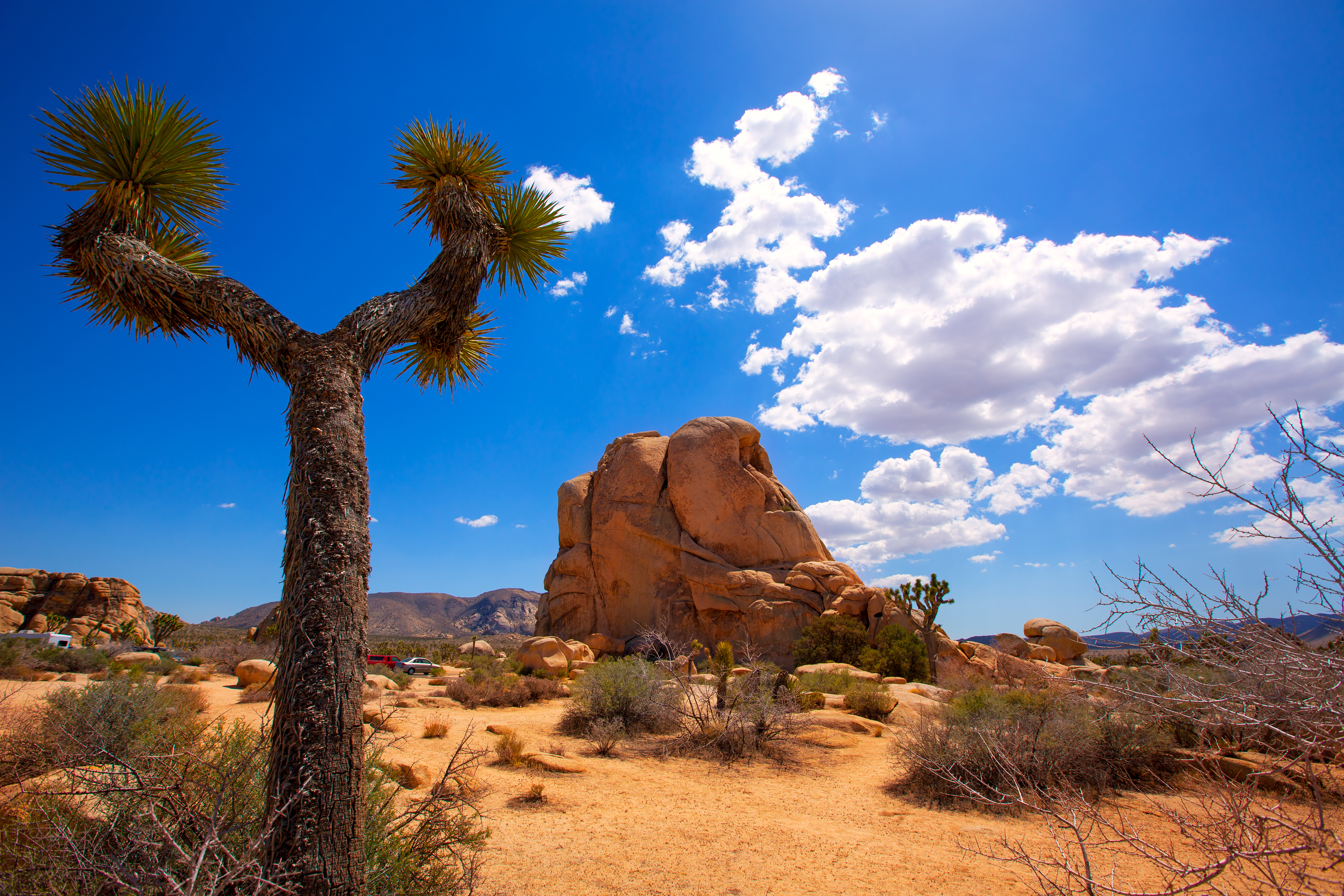shutterstock_166369940 Joshua Tree National Park Yucca Valley in Mohave desert California USA.jpg