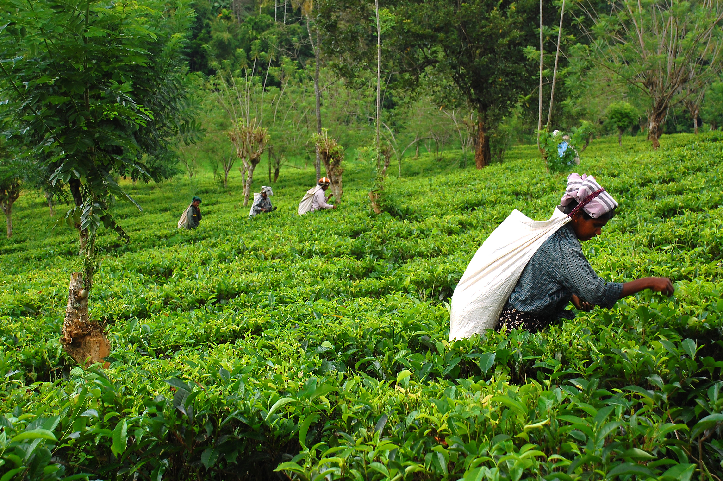 Teplantage Sri Lanka EUO 59949592