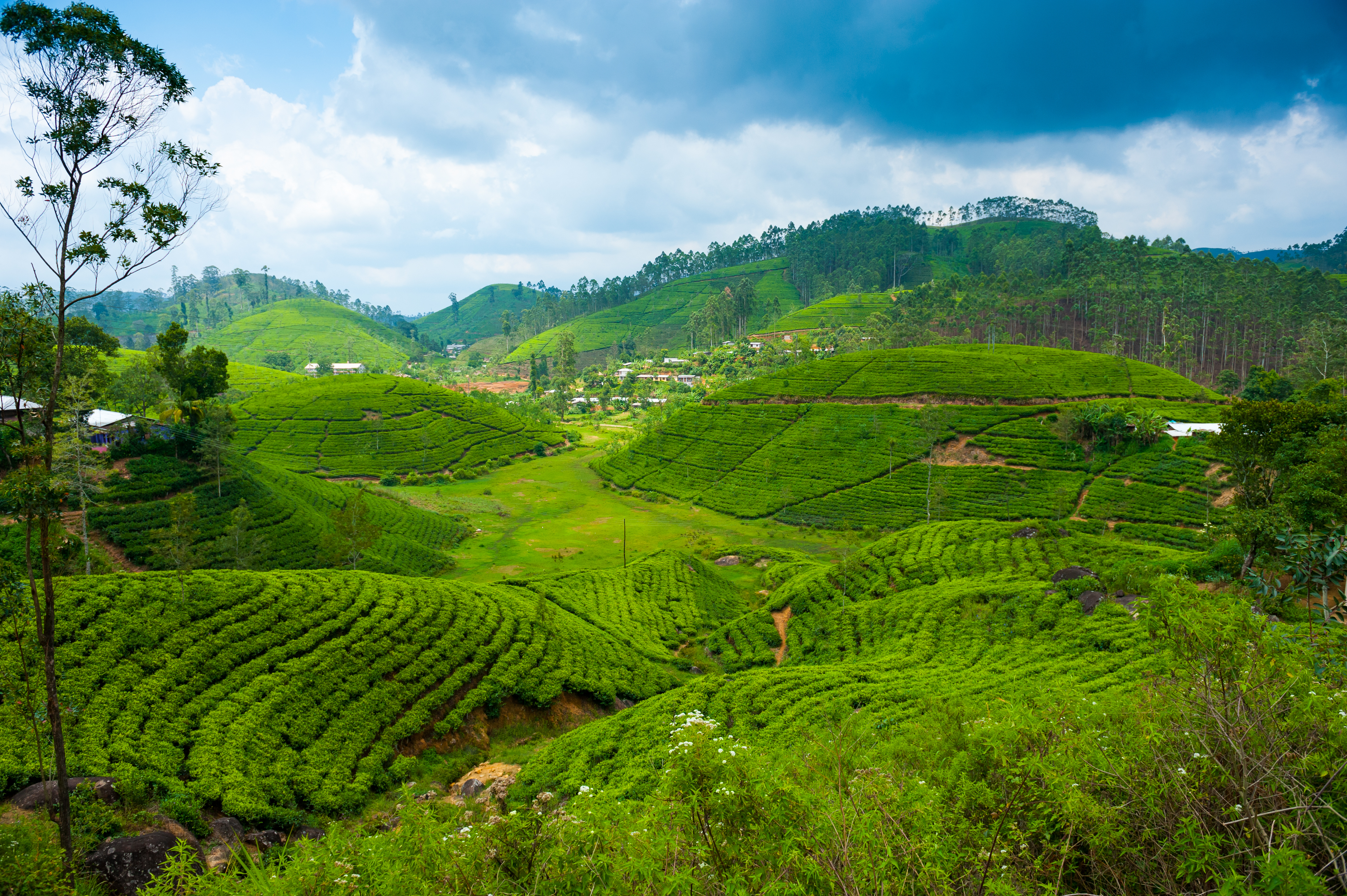 Teplantager På Sri Lanka 110947715