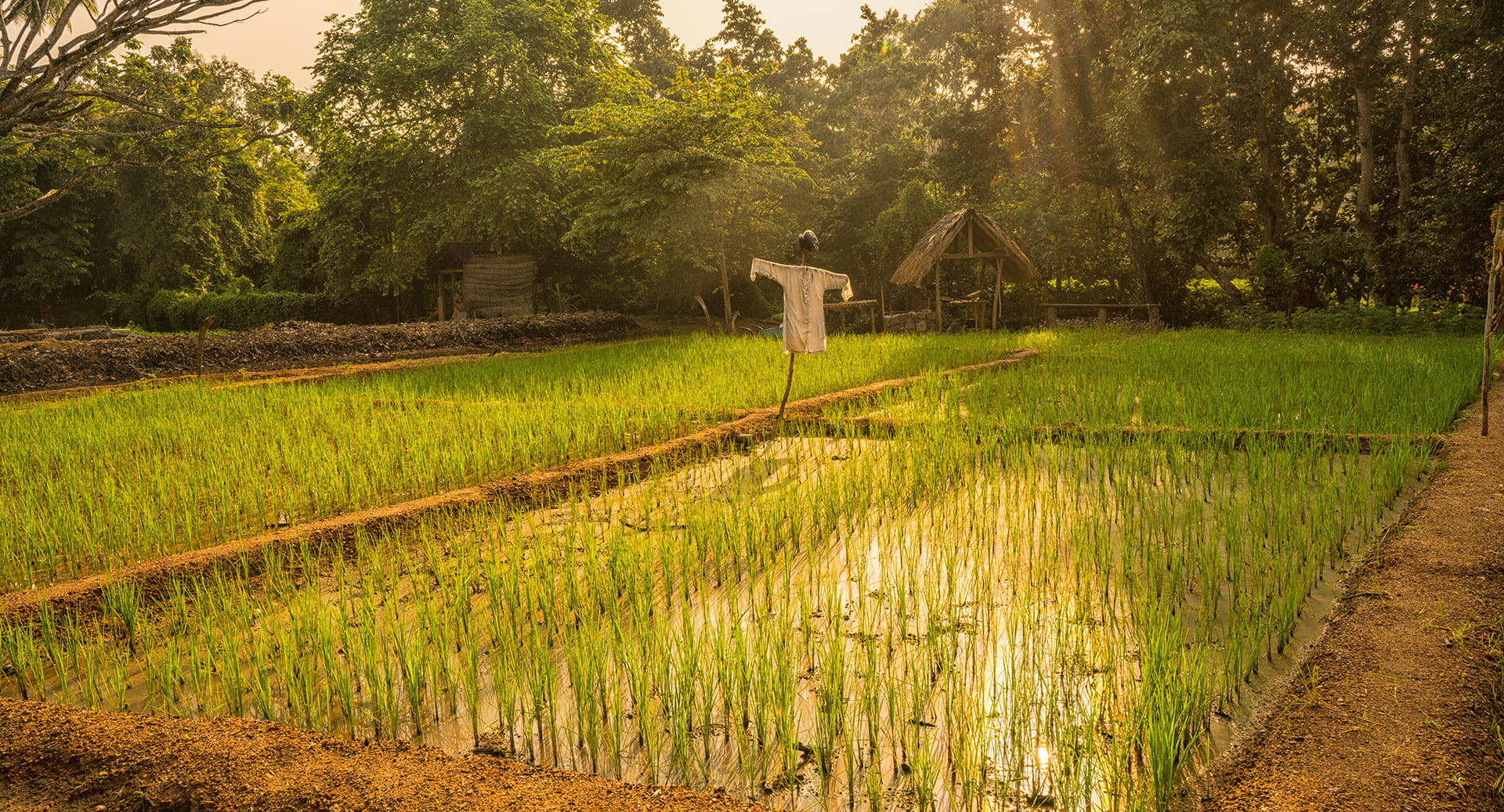 Anantara Tangalle Resort Gardens Sustainable Agriculture Rice Fields 1920X1037