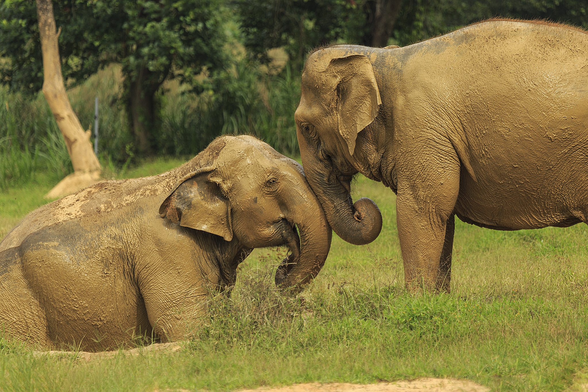 H3 Ethical Elephant Experience At Elephant Hills Luxury Tented Camp Khao Sok National Park Thailand No Elephant Riding Or Trekking