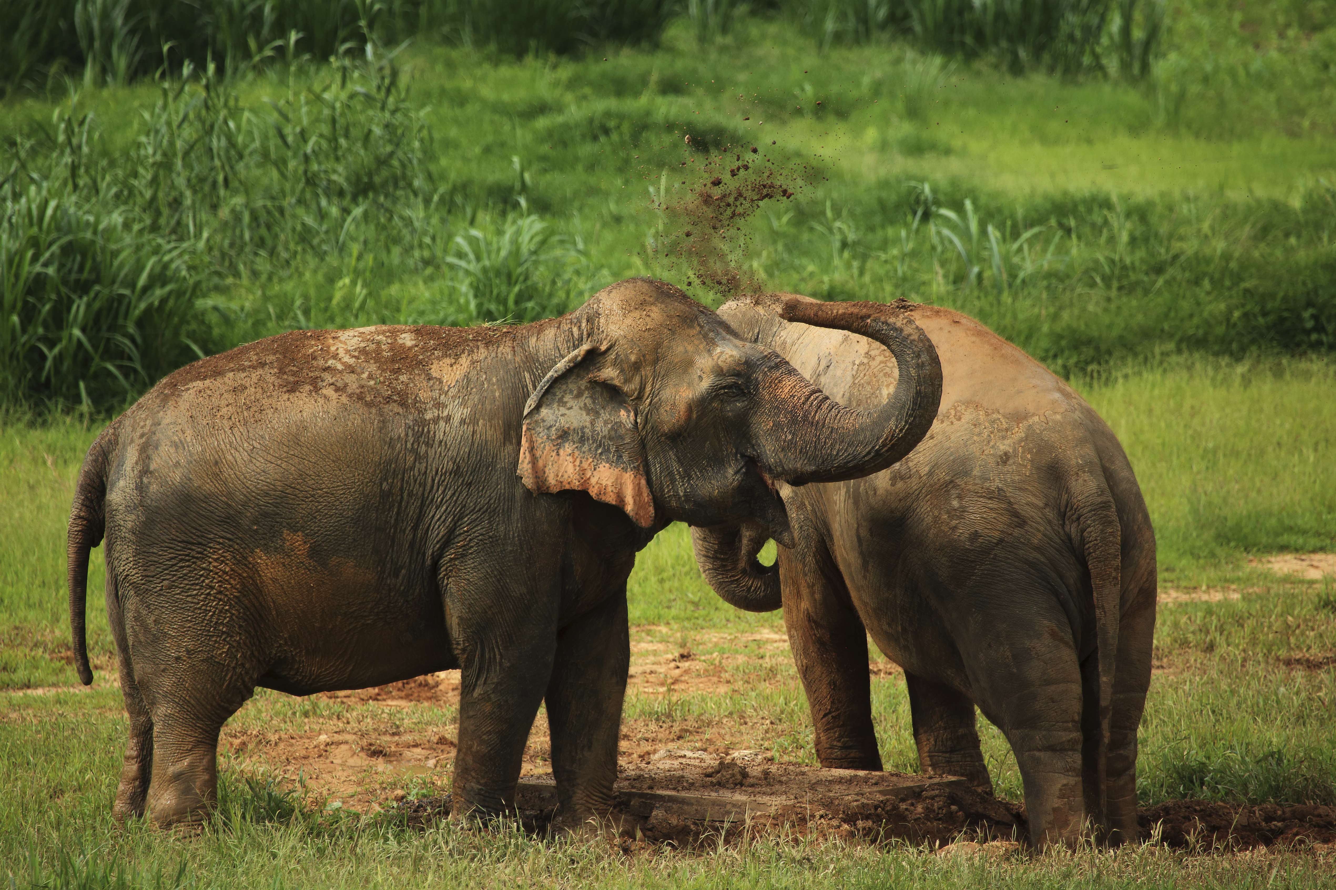 H5 Ethical Elephant Experience At Elephant Hills Luxury Tented Camp Khao Sok National Park Thailand No Elephant Riding Or Trekking