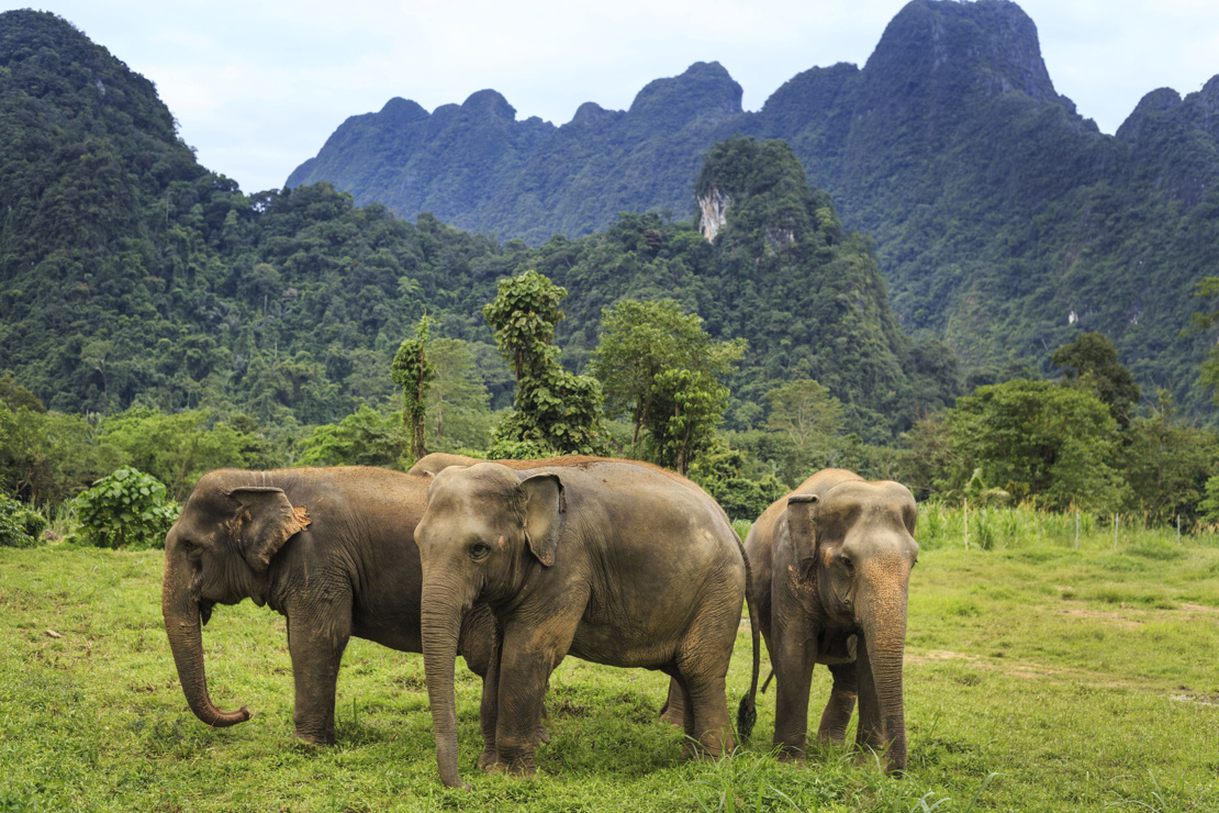 H8 Ethical Elephant Experience At Elephant Hills Luxury Tented Camp Khao Sok National Park Thailand No Elephant Riding Or Trekking