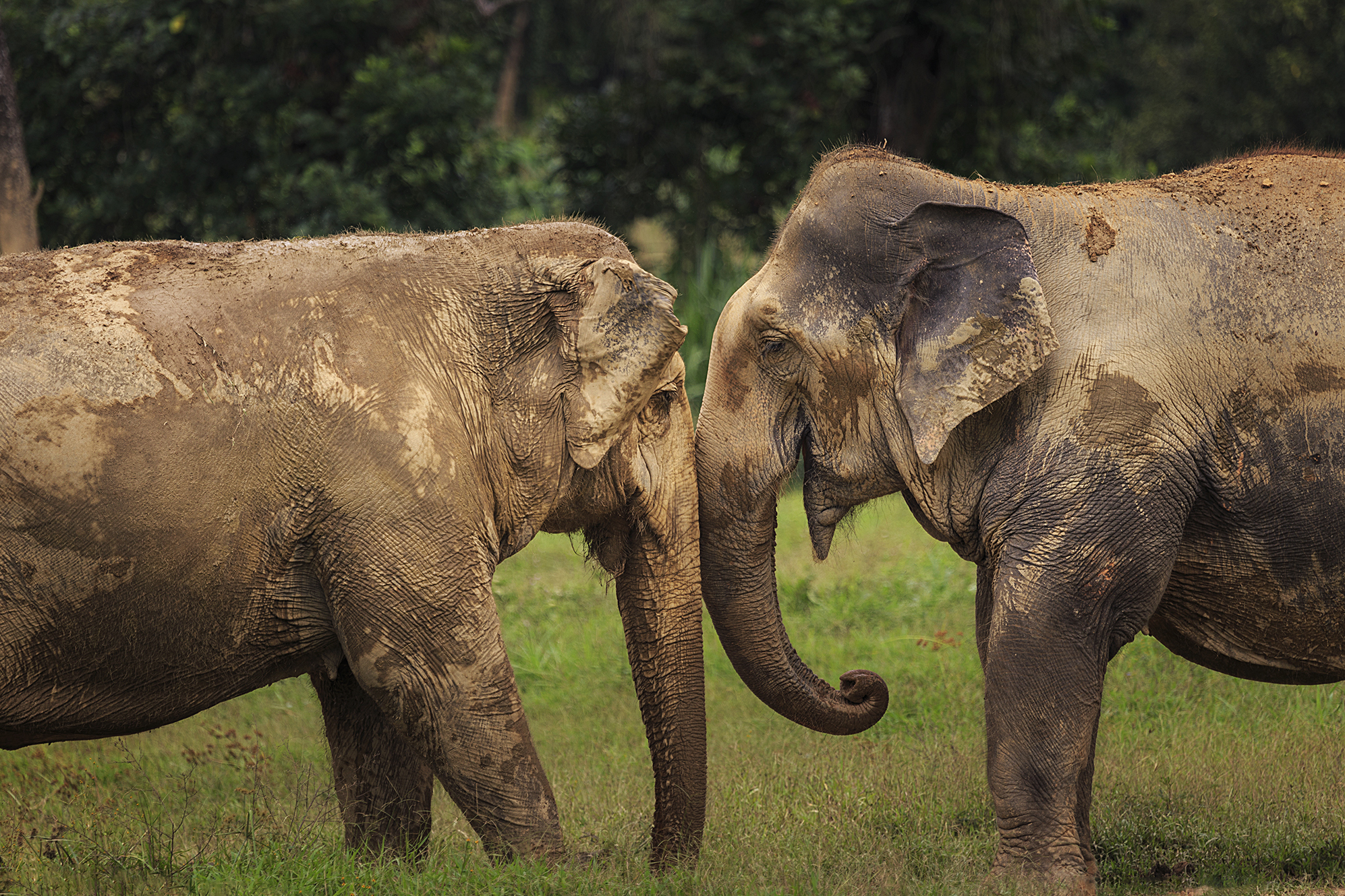H10 Ethical Elephant Experience At Elephant Hills Luxury Tented Camp Khao Sok National Park Thailand No Elephant Riding Or Trekking