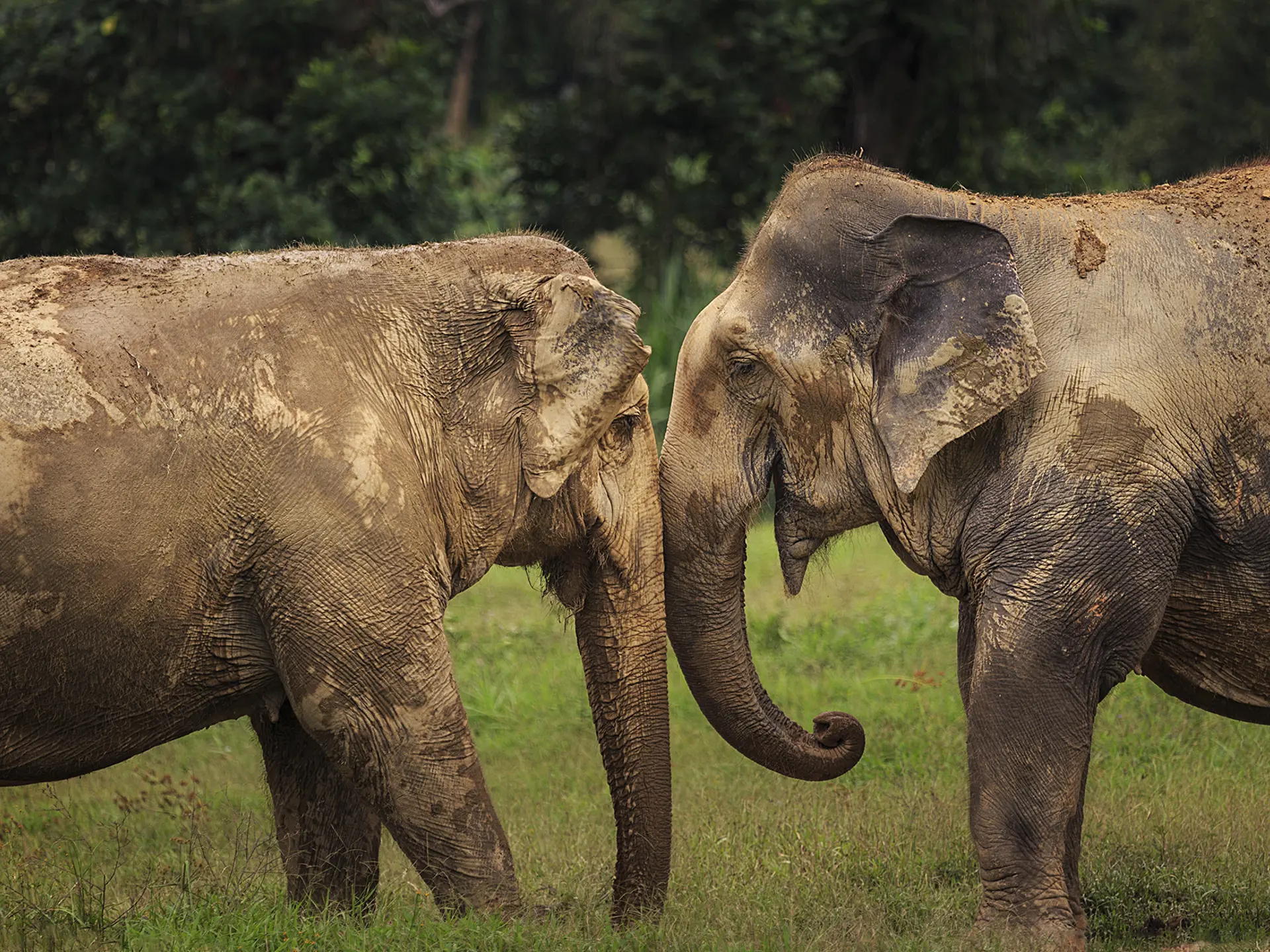 H10 Ethical Elephant Experience At Elephant Hills Luxury Tented Camp Khao Sok National Park Thailand No Elephant Riding Or Trekking