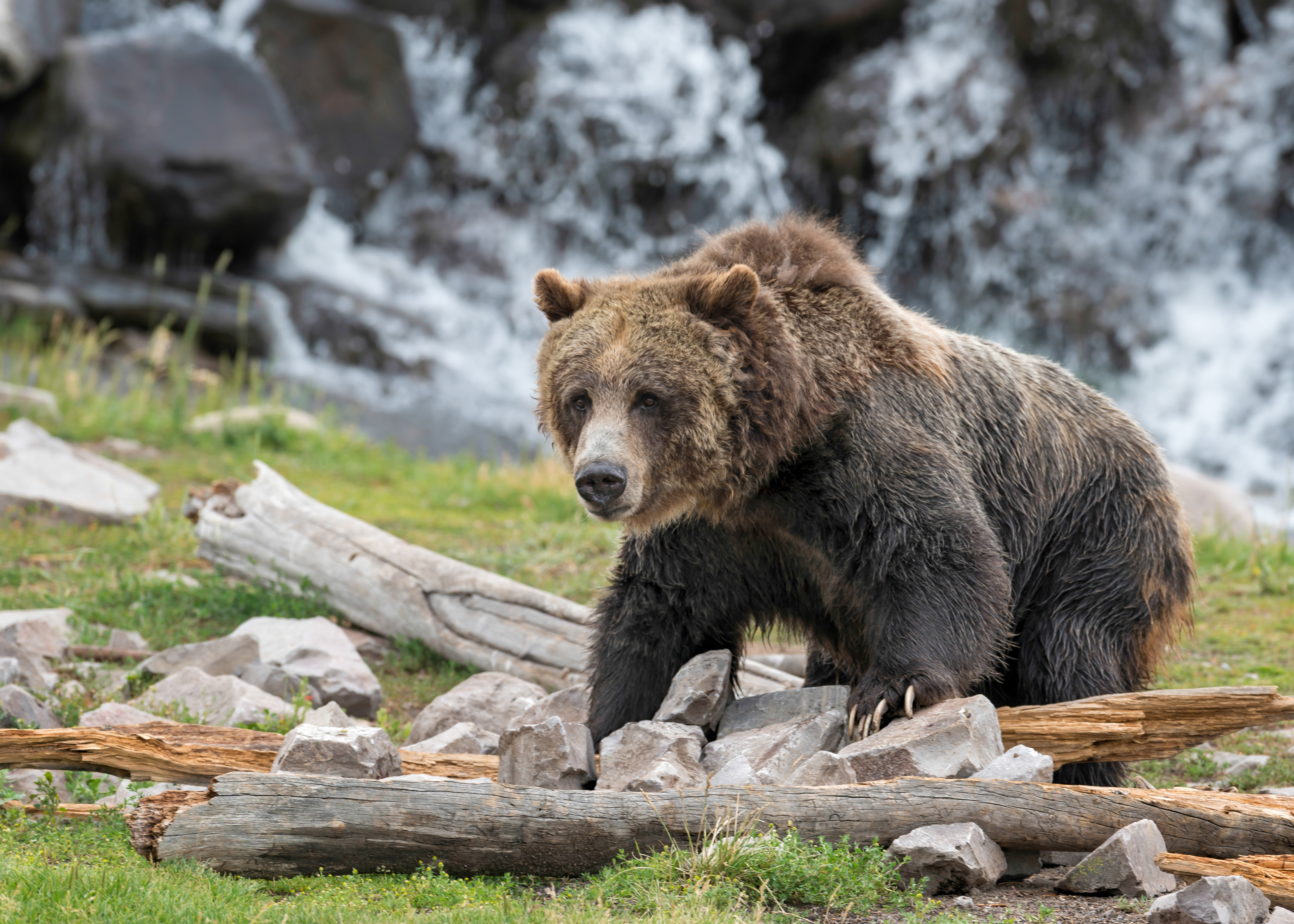 dag 10.shutterstock_154772894 Grizzly bear in Yellowstone National Park, Wyoming.jpg