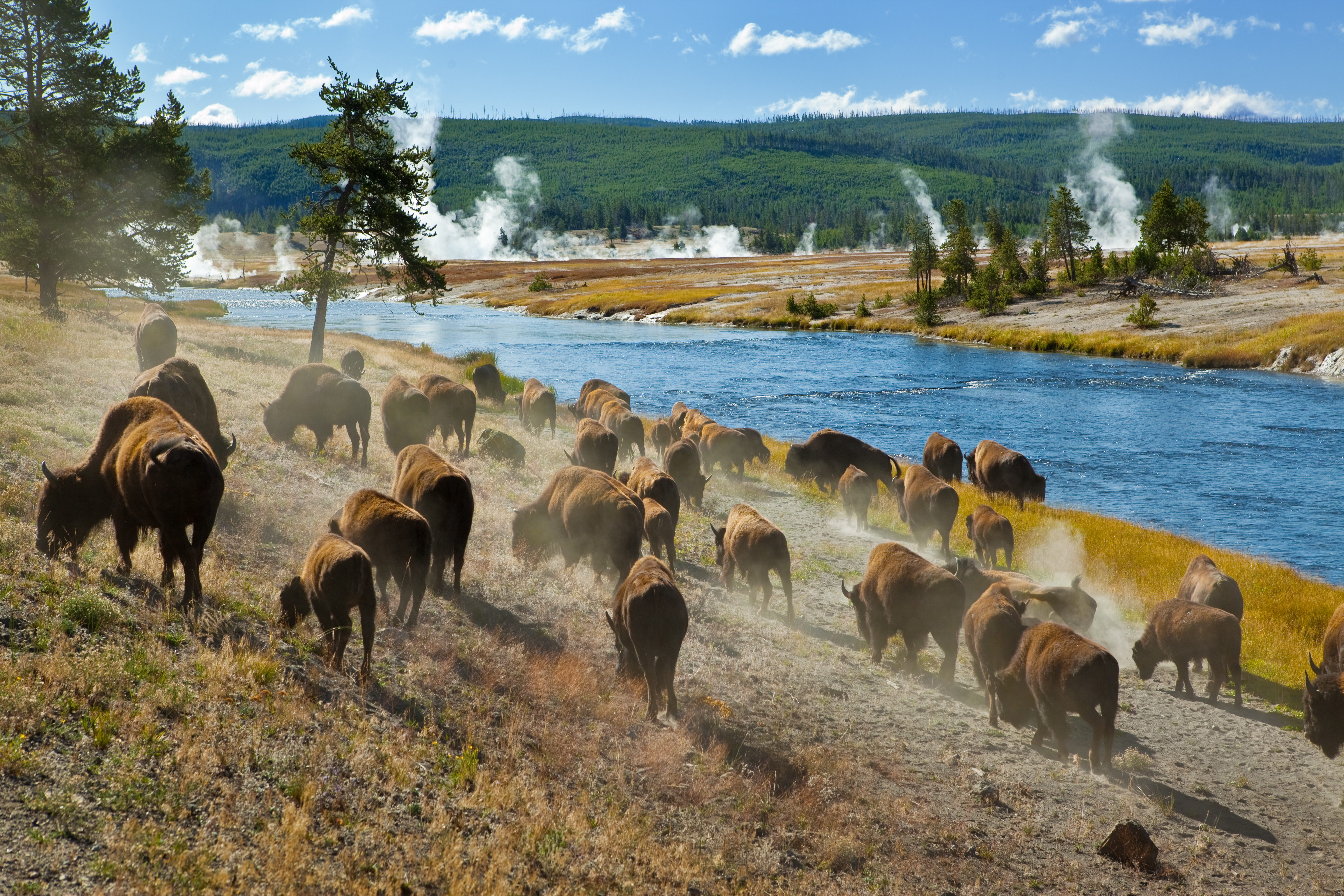 shutterstock_47311708 A herd of bison moves quickly along the Firehole River in Yellowstone National Park.jpg