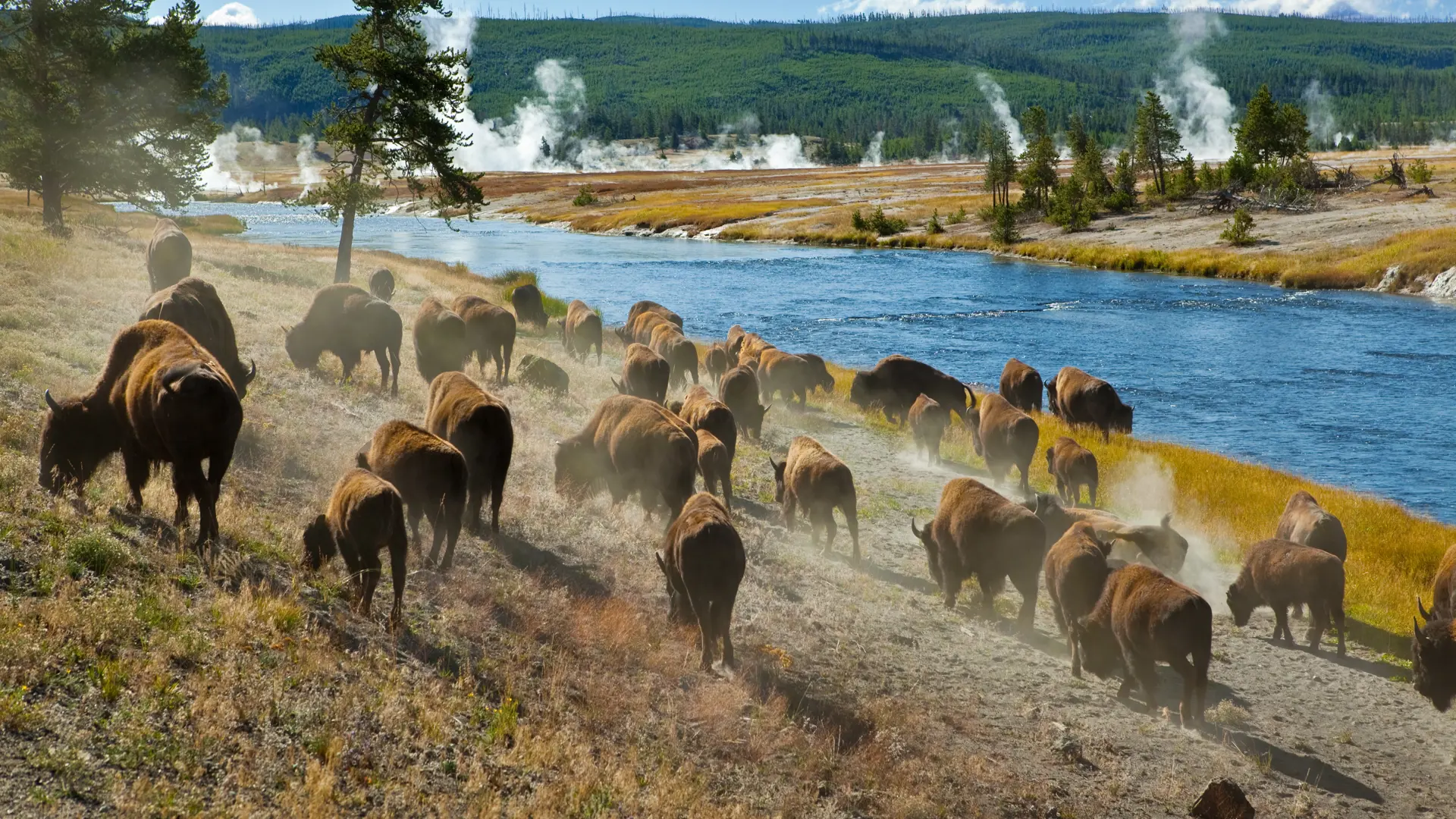 shutterstock_47311708 A herd of bison moves quickly along the Firehole River in Yellowstone National Park.jpg
