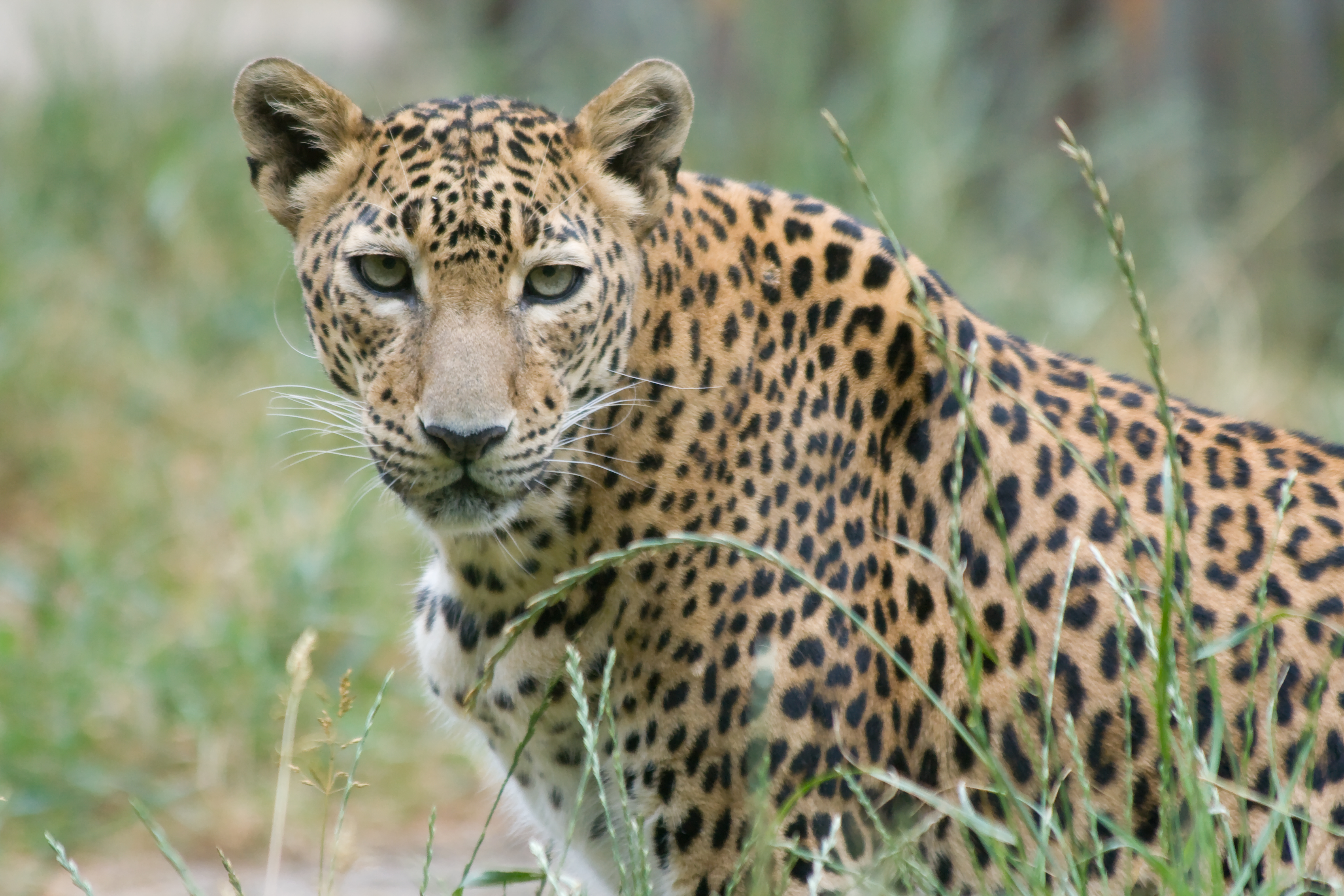 Yala NP Leopard 5273344