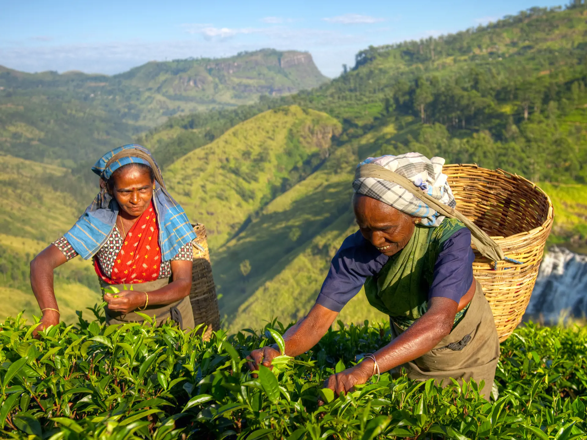 Female Tea Pickers In Plantage, Sri Lanka