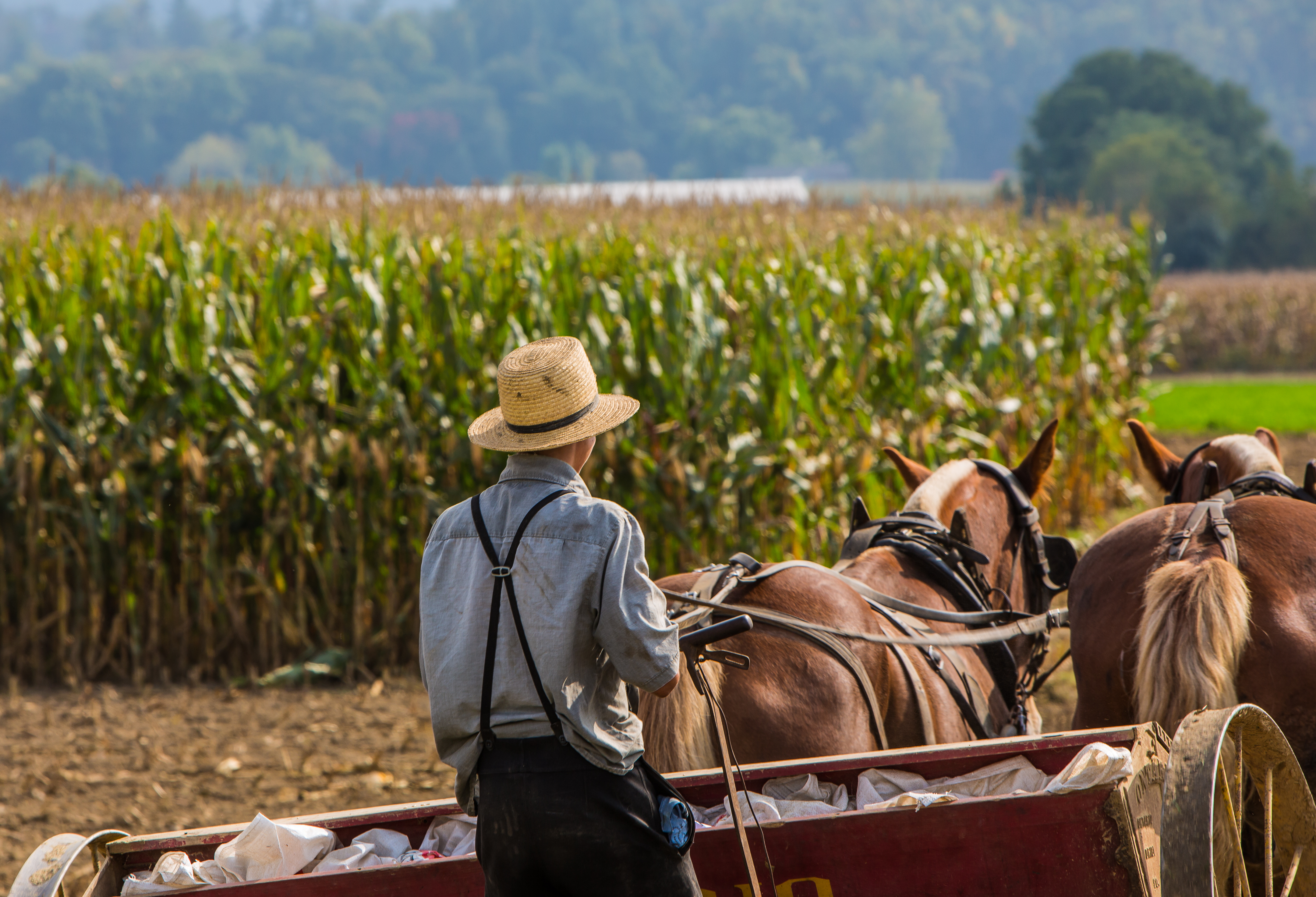 dag 4shutterstock_221091451 Young amish farmer behind horses sowing a field.jpg