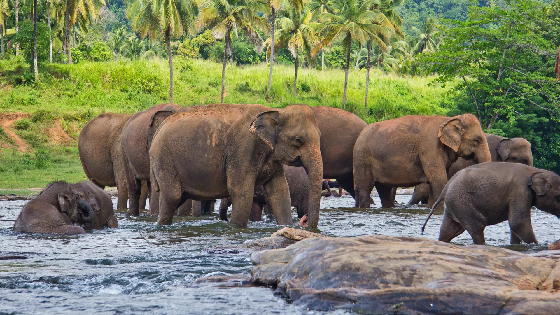 Elefanter på Sri Lanka