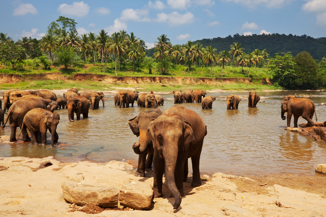 dag 5Elephant on Sri Lanka.jpg