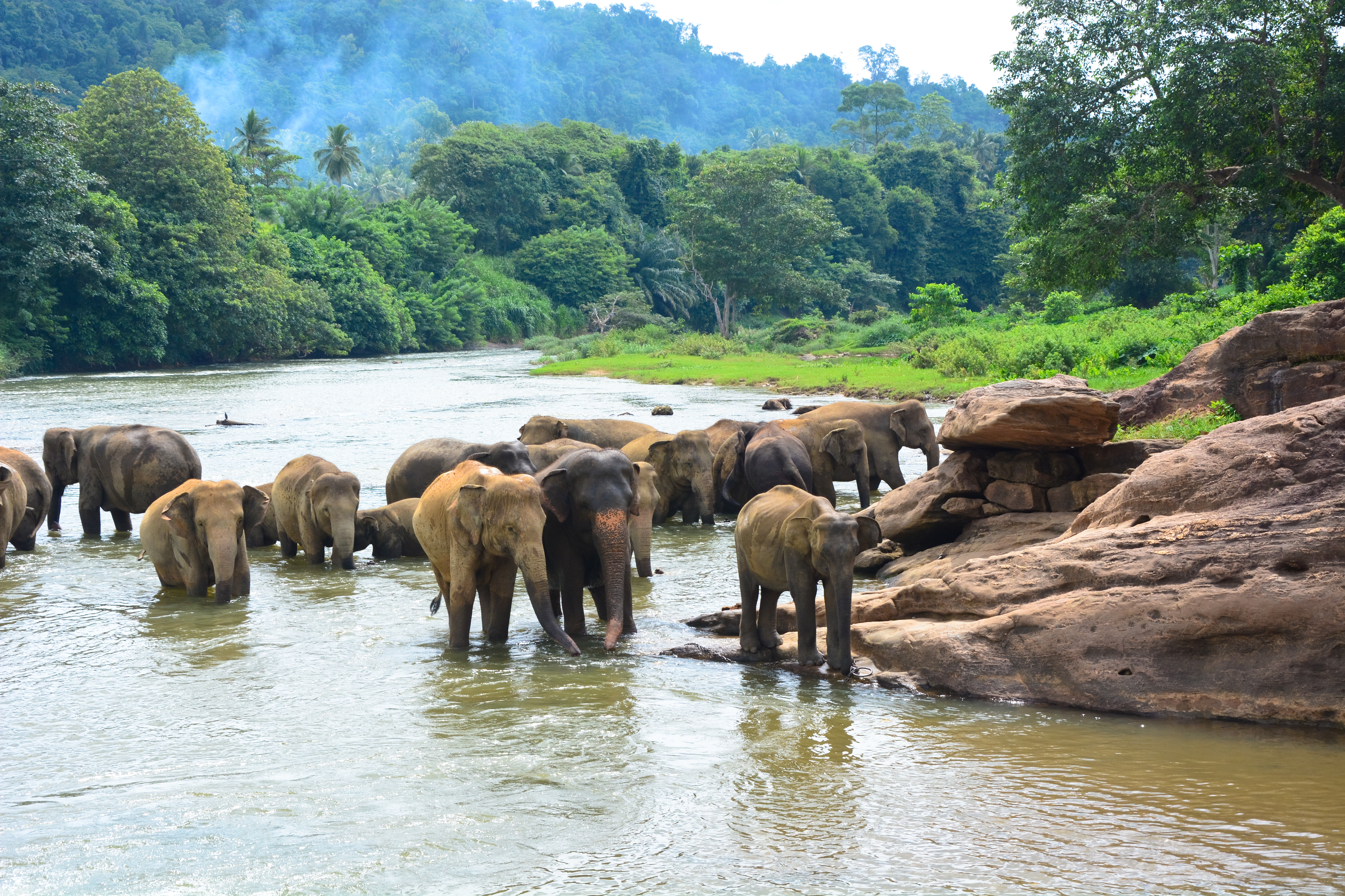 Elephants in jungle_148263590.jpg