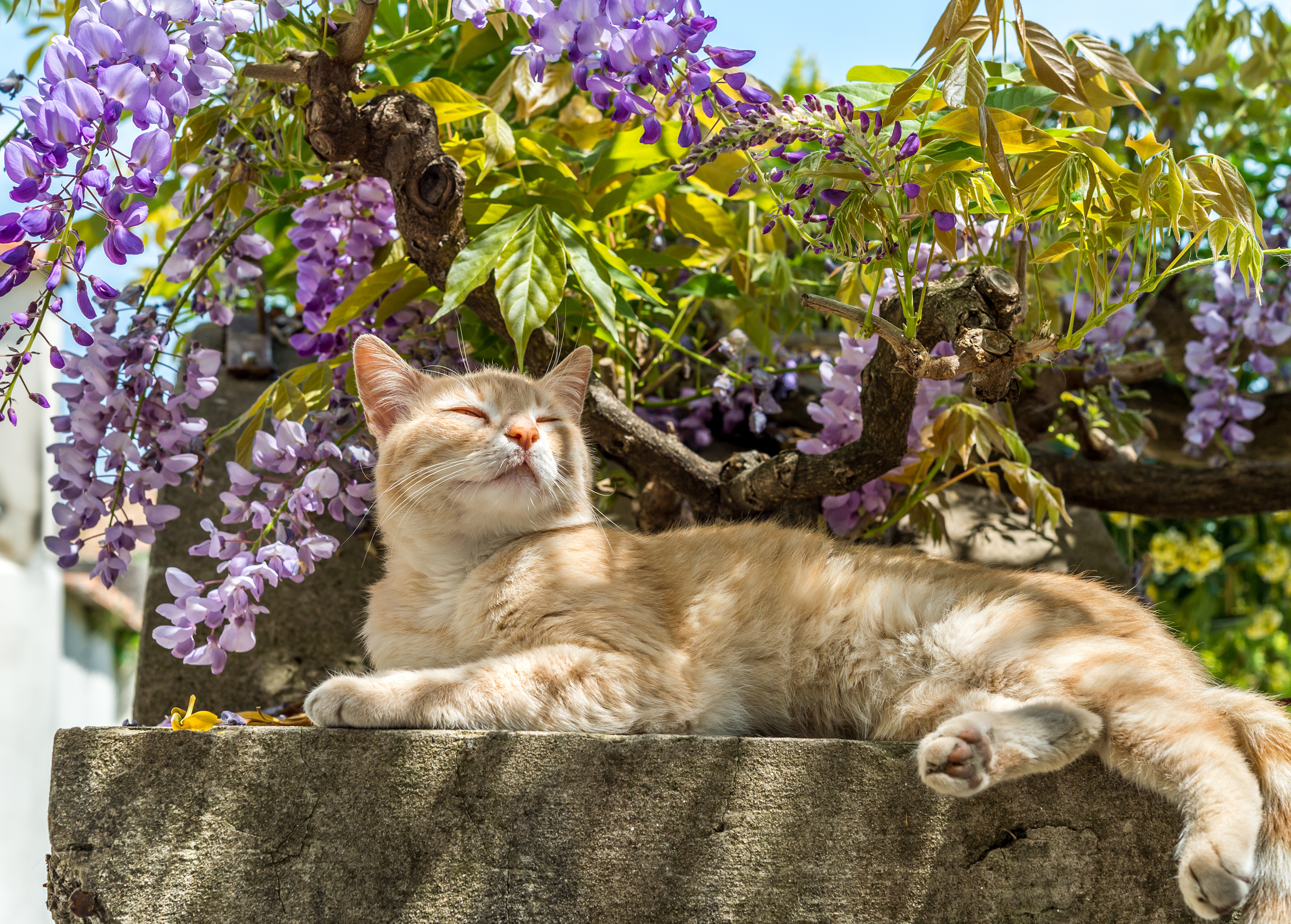 En katt njuter av en stund i skuggan av en bougainvillea