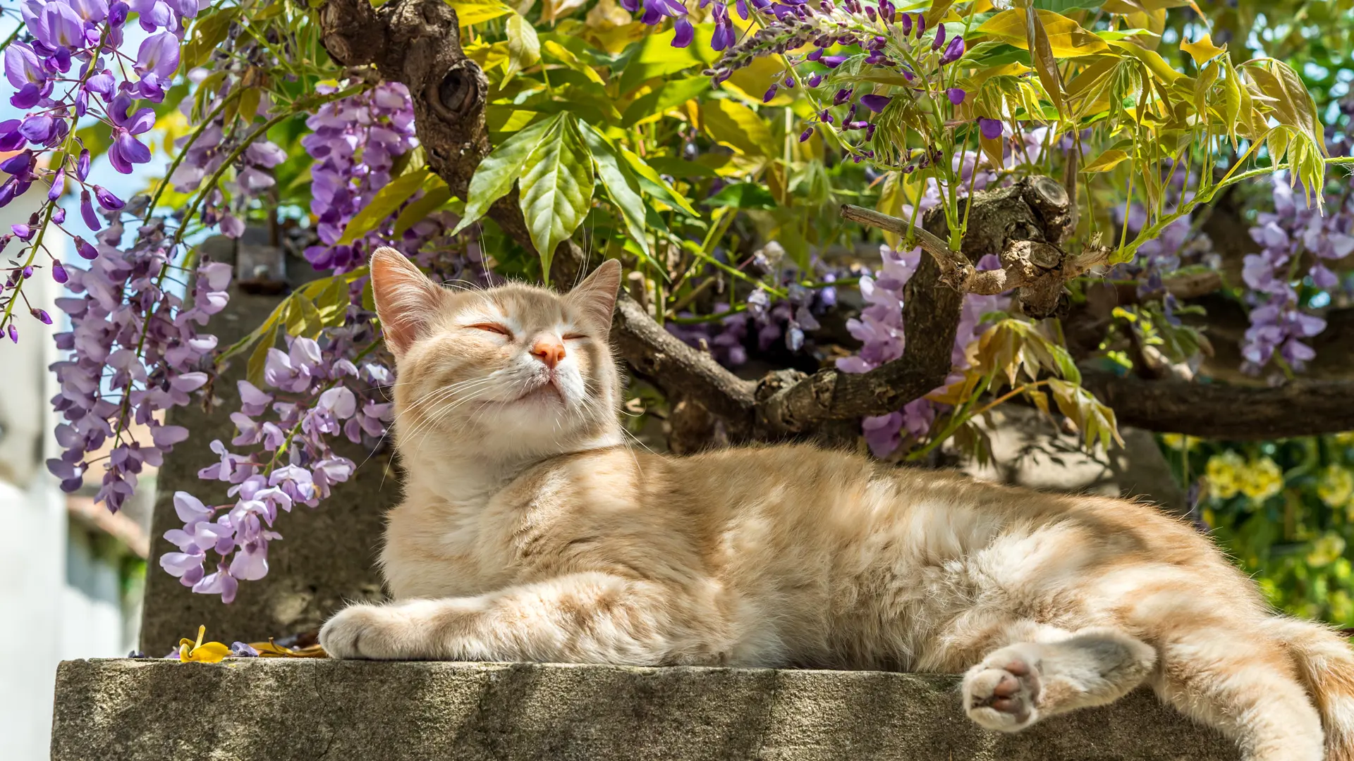 En katt njuter av en stund i skuggan av en bougainvillea