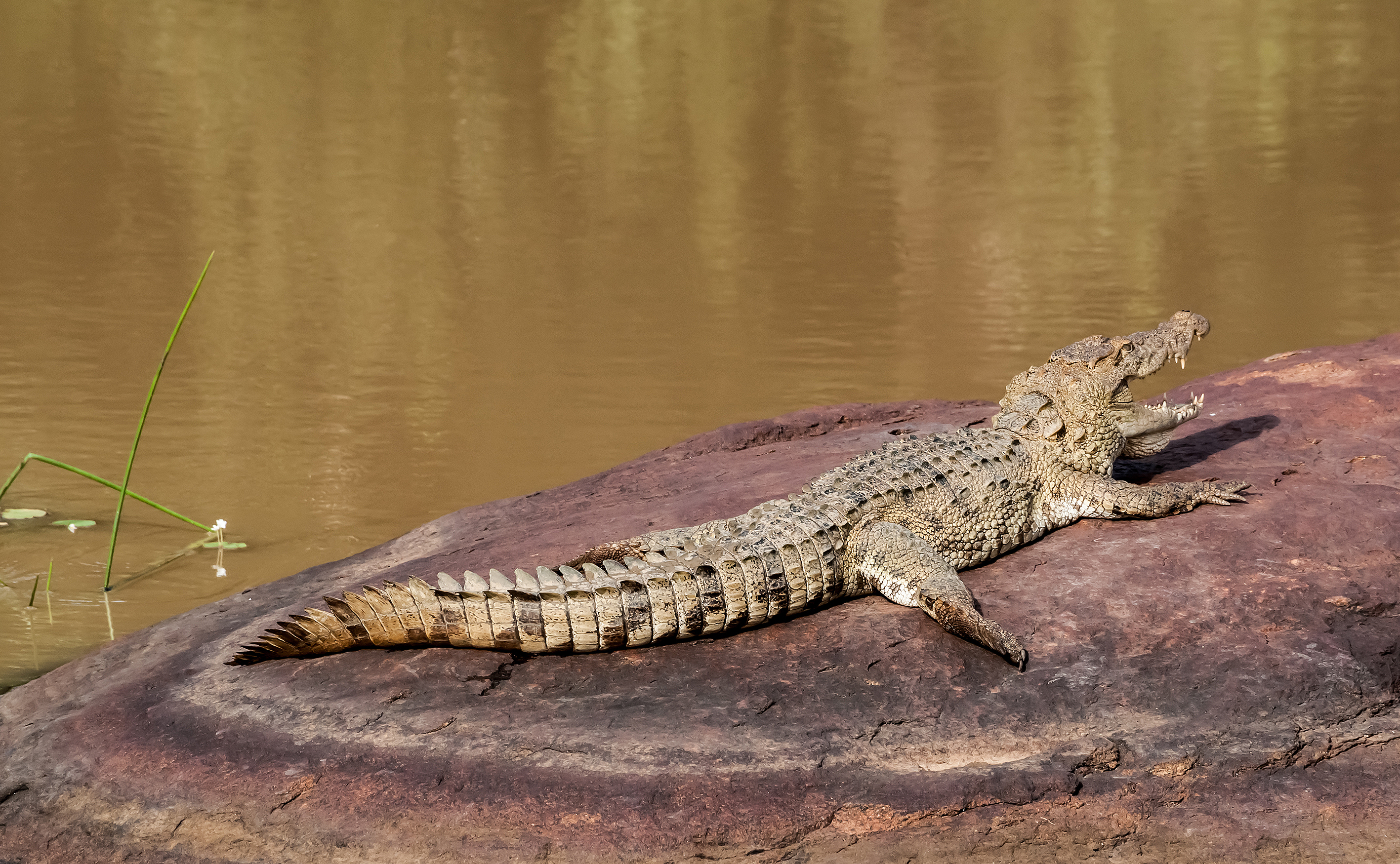 dag 7shutterstock_200543264 Crocodile Yala national park,.jpg