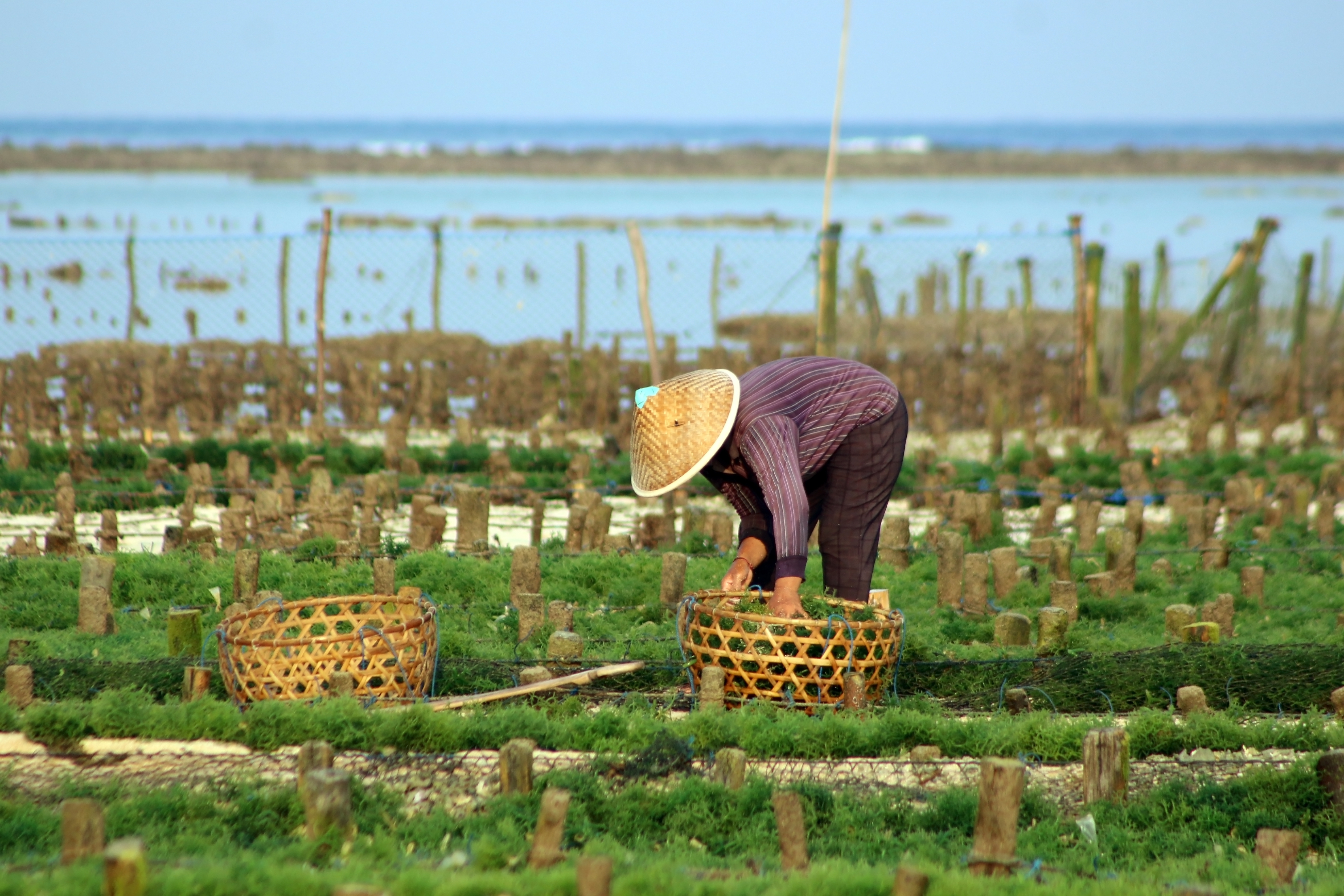Shutterstock 2389373317 (A Coastal Farmer Collects Harvested Seaweeds On The Plantation. The Main Livelihood Of The People Of Nusa Lembongan Is As Seaweed Farmers.)