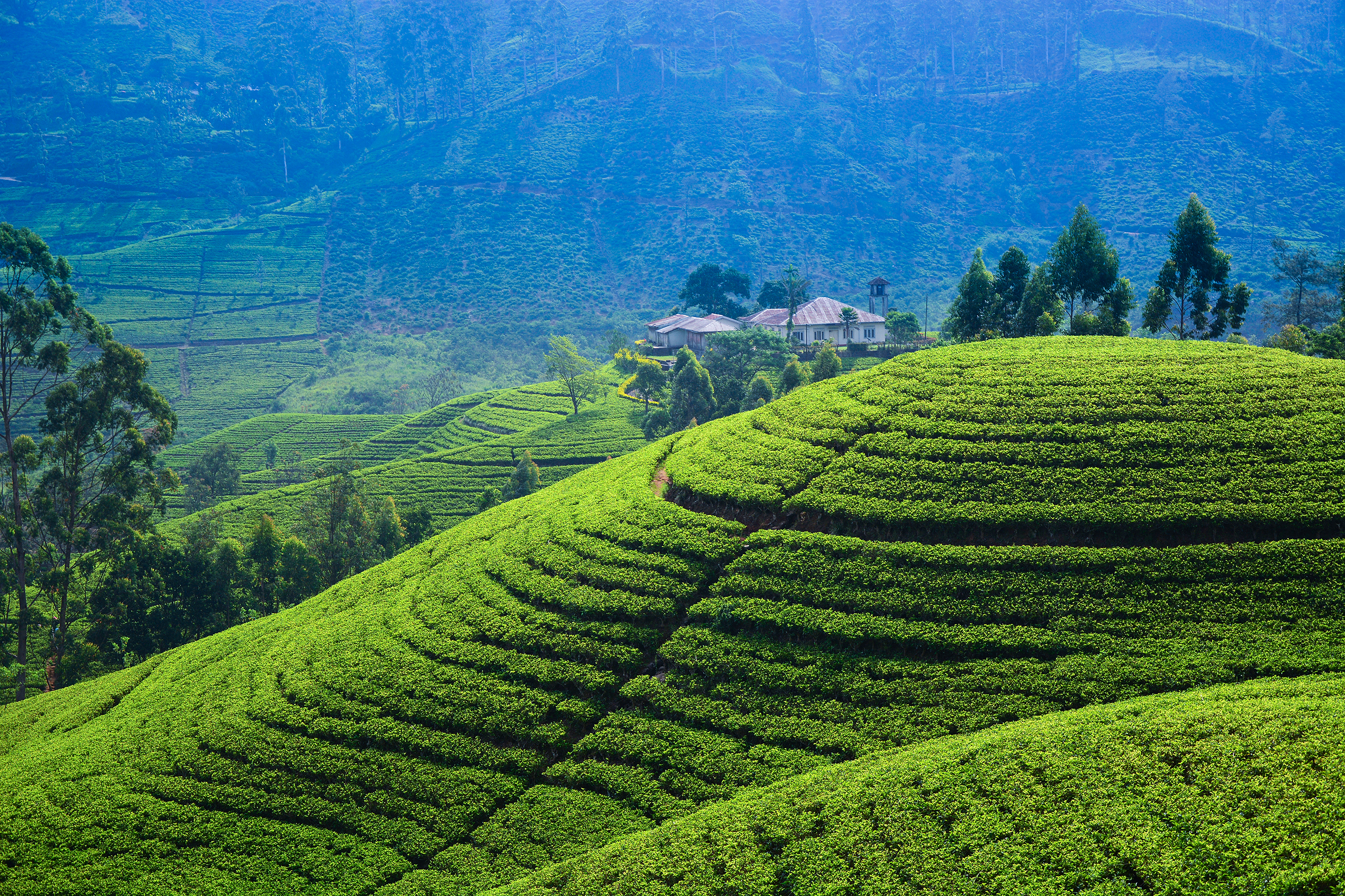 shutterstock_197029505 Tea fields in the mountain area in Nuwara Eliya, Sri Lanka.jpg