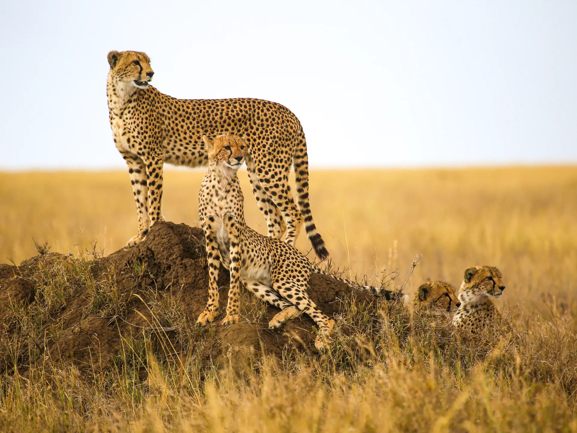 Serengeti Geparder