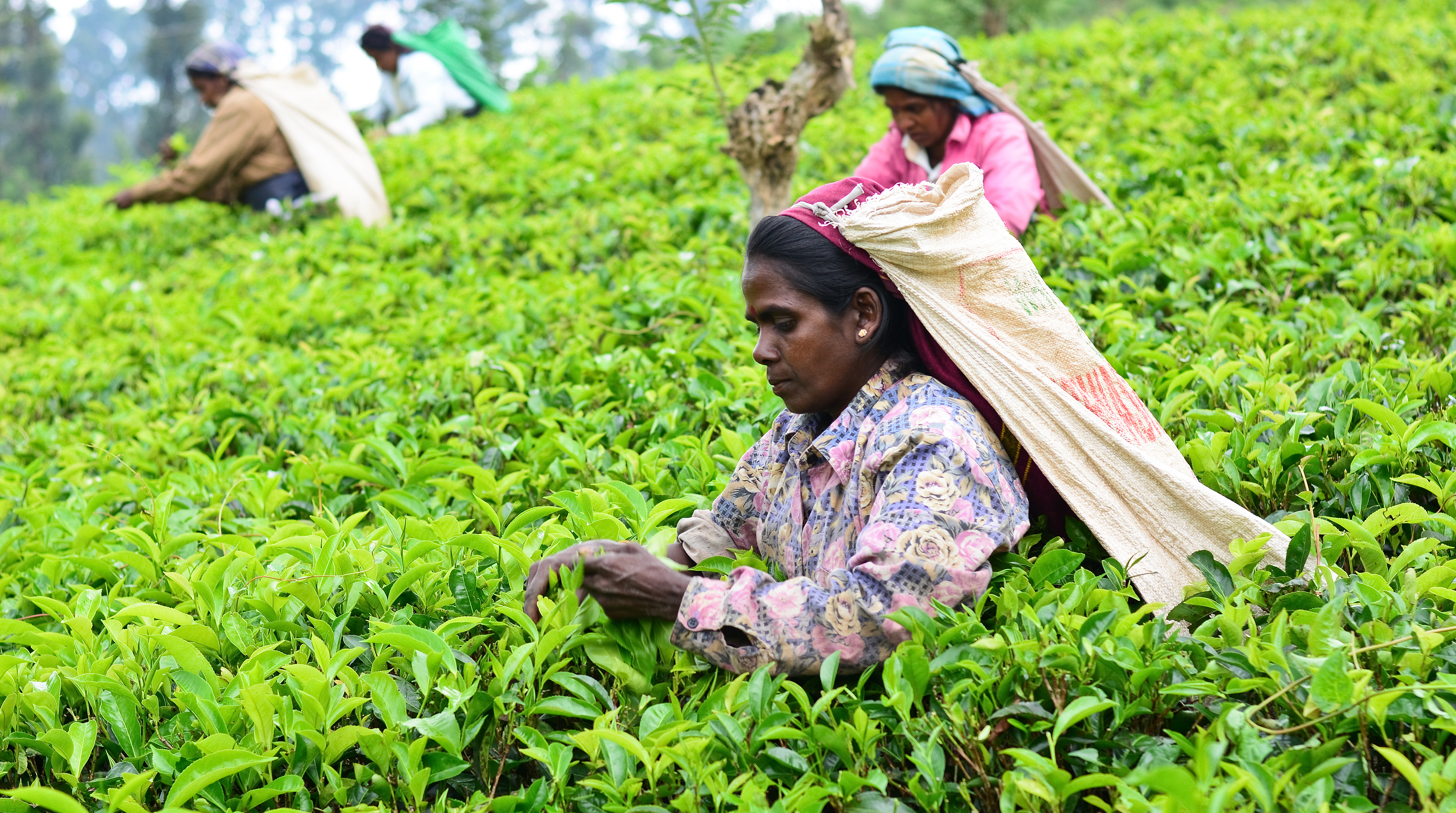 shutterstock_163654337 NUWARA ELIYA, SRI LANKA - NOV 17  Female tea picker in tea plantation in Nuwara Eliya.jpg