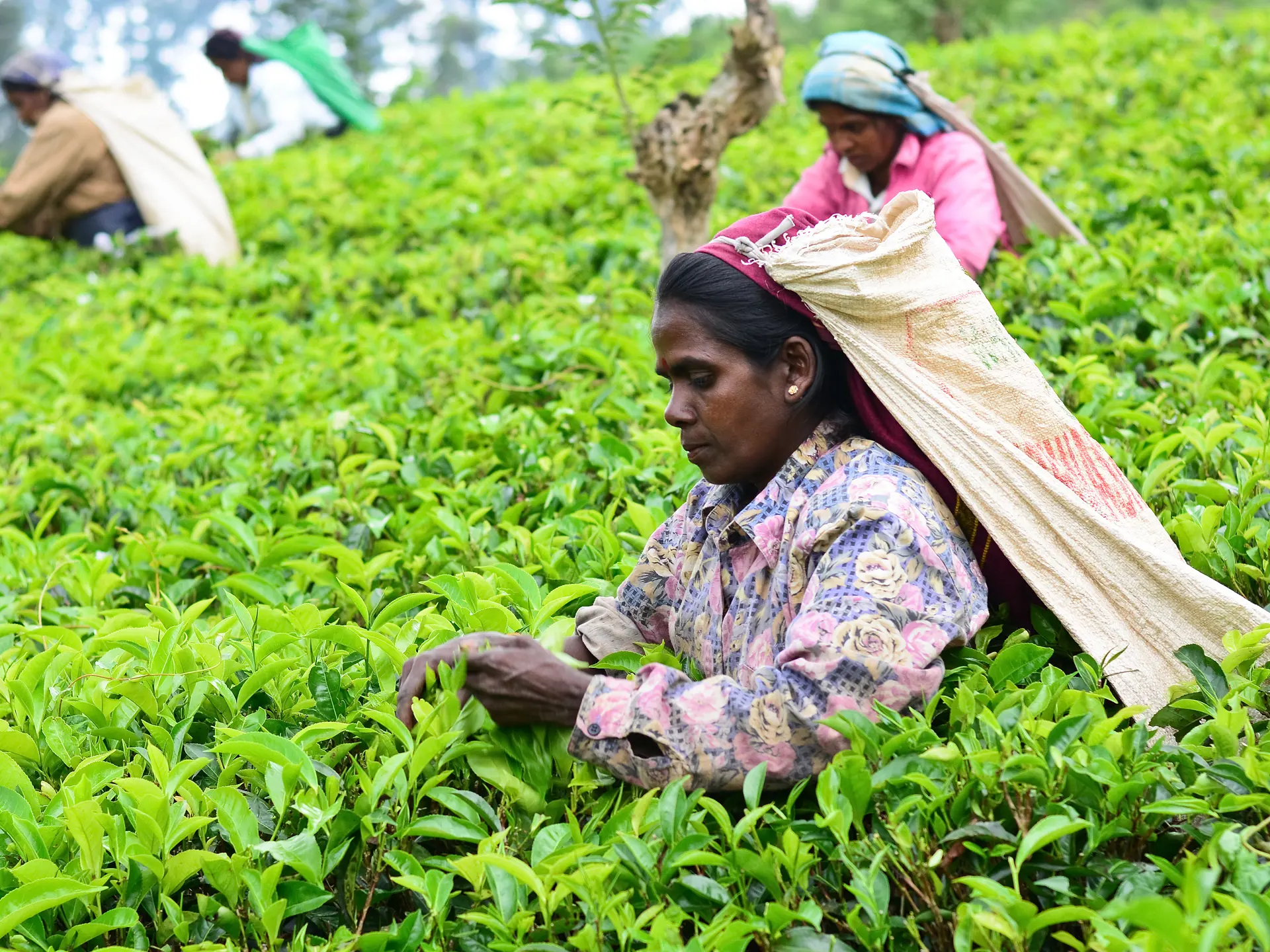 shutterstock_163654337 NUWARA ELIYA, SRI LANKA - NOV 17  Female tea picker in tea plantation in Nuwara Eliya.jpg