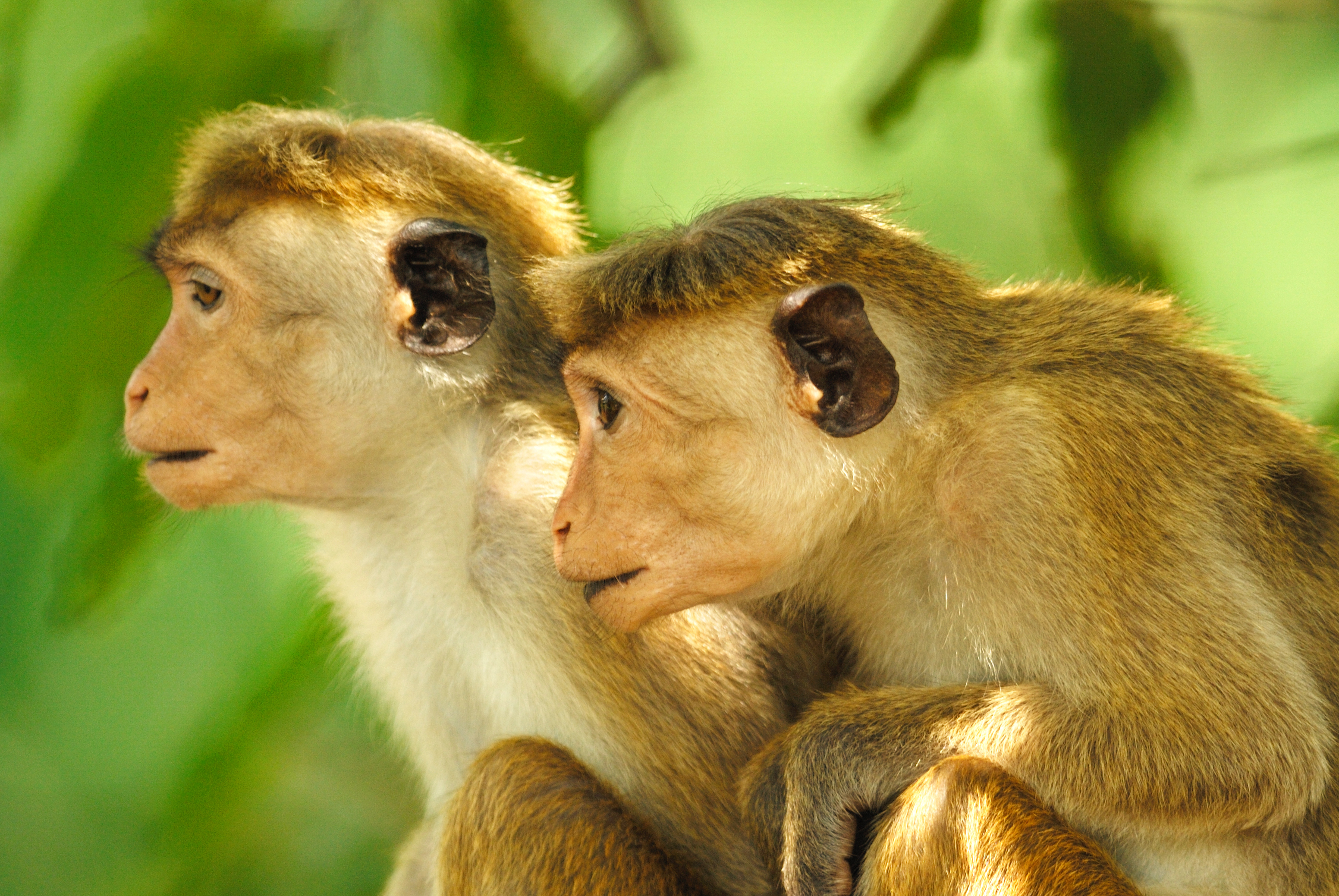 A pair of young Toque Macaques in Yala West National Park,_48165595.jpg