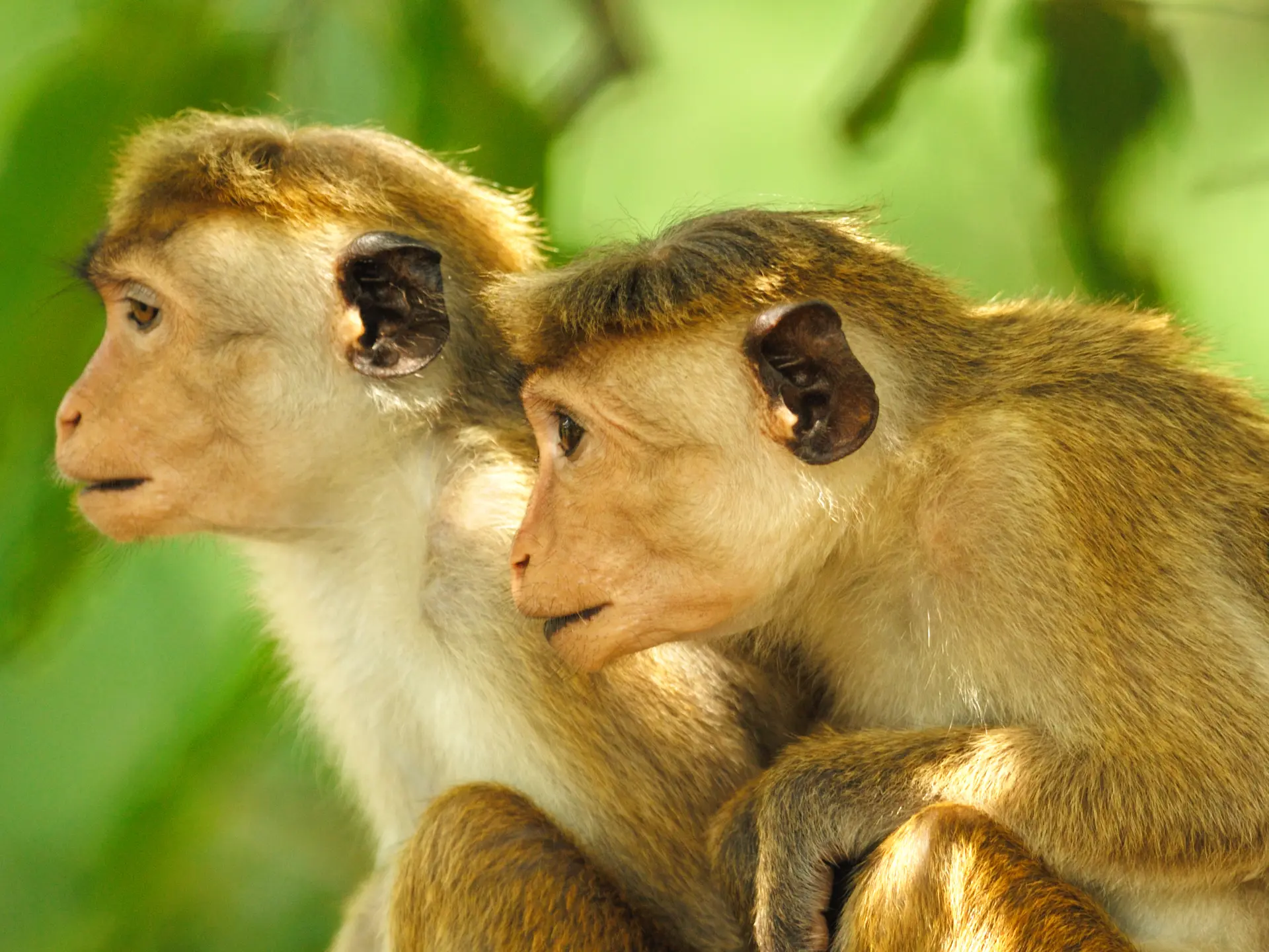A pair of young Toque Macaques in Yala West National Park,_48165595.jpg