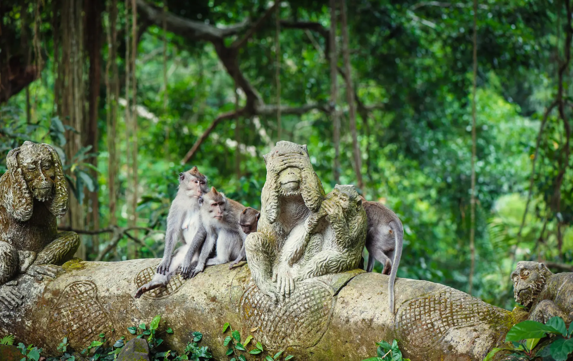 Abefamilie i Ubud Monkey Forest