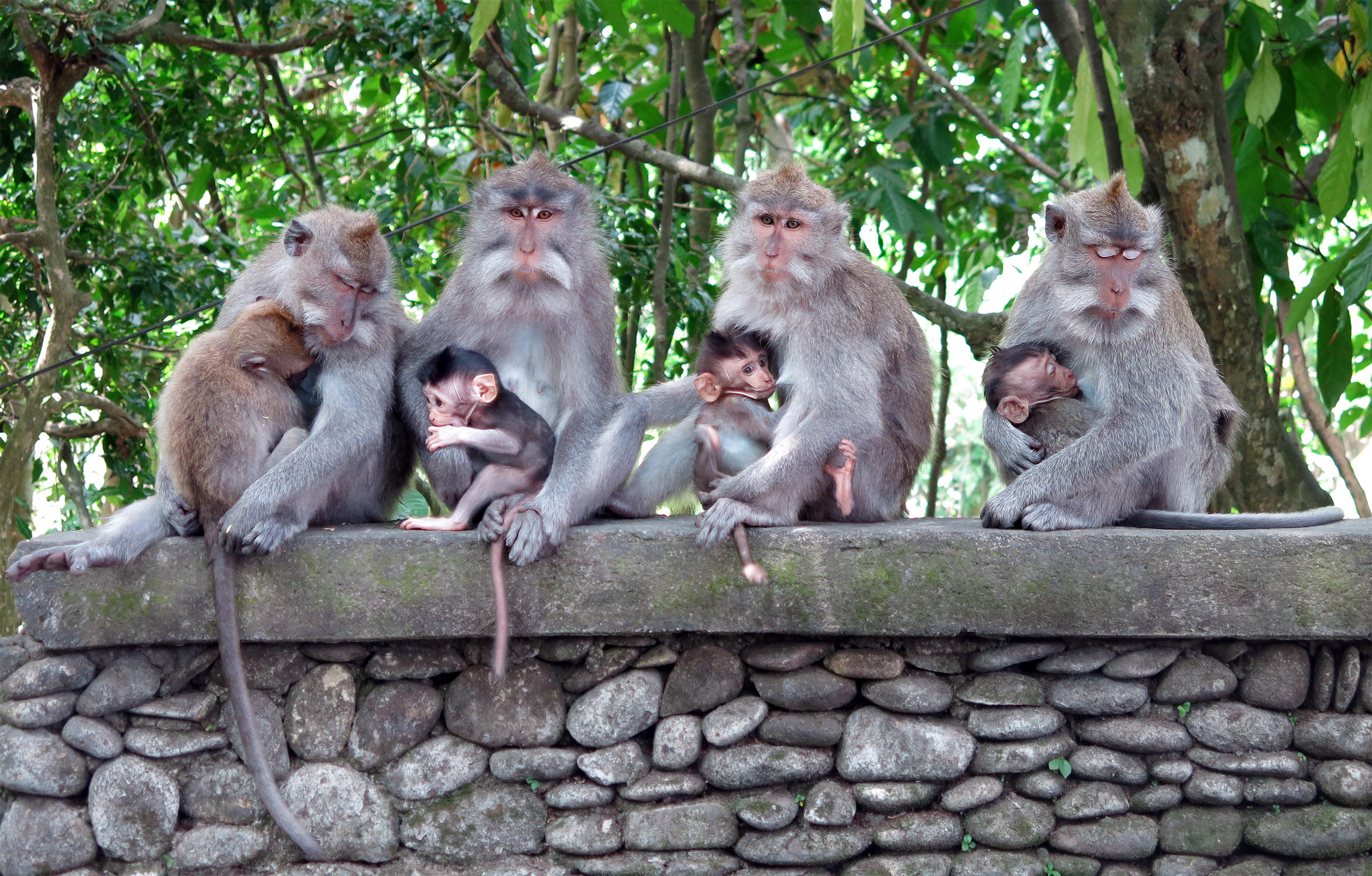 Aber i Ubud Monkey Forest