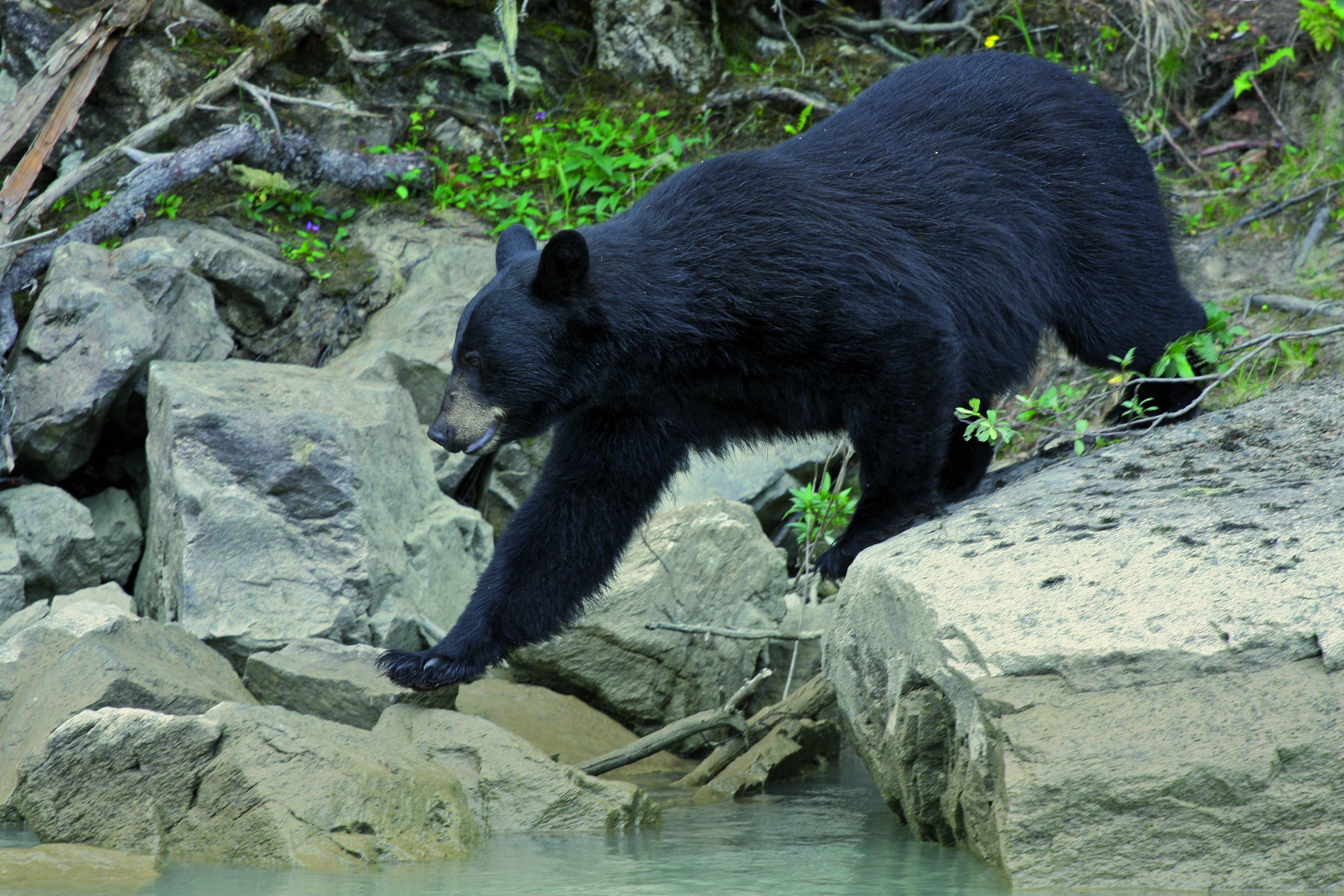 Black bear near river_44112847.jpg