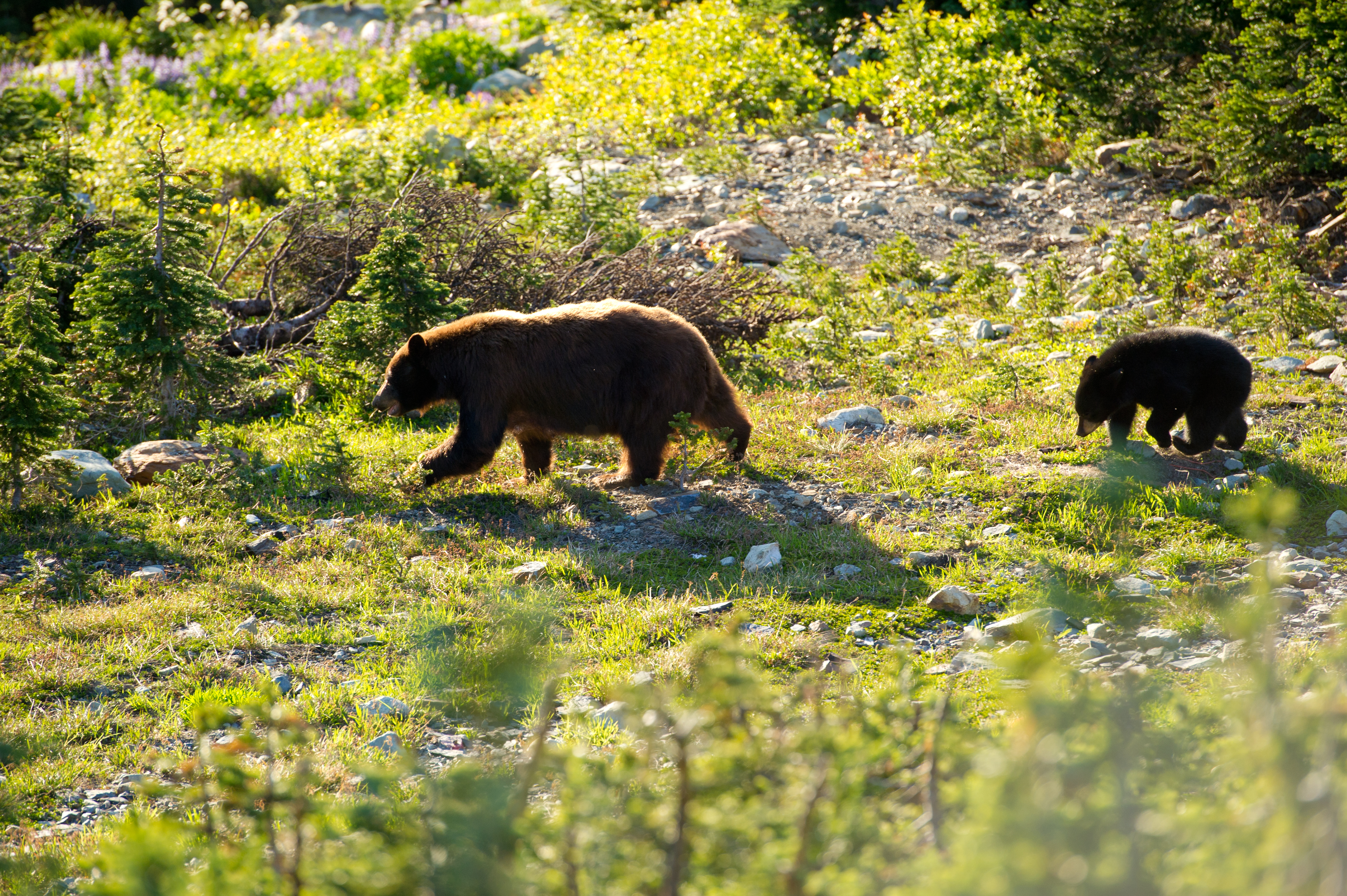 Foto Tourism Whistler - Mike Crane. A bear and cub on Whistler Mountain.jpg