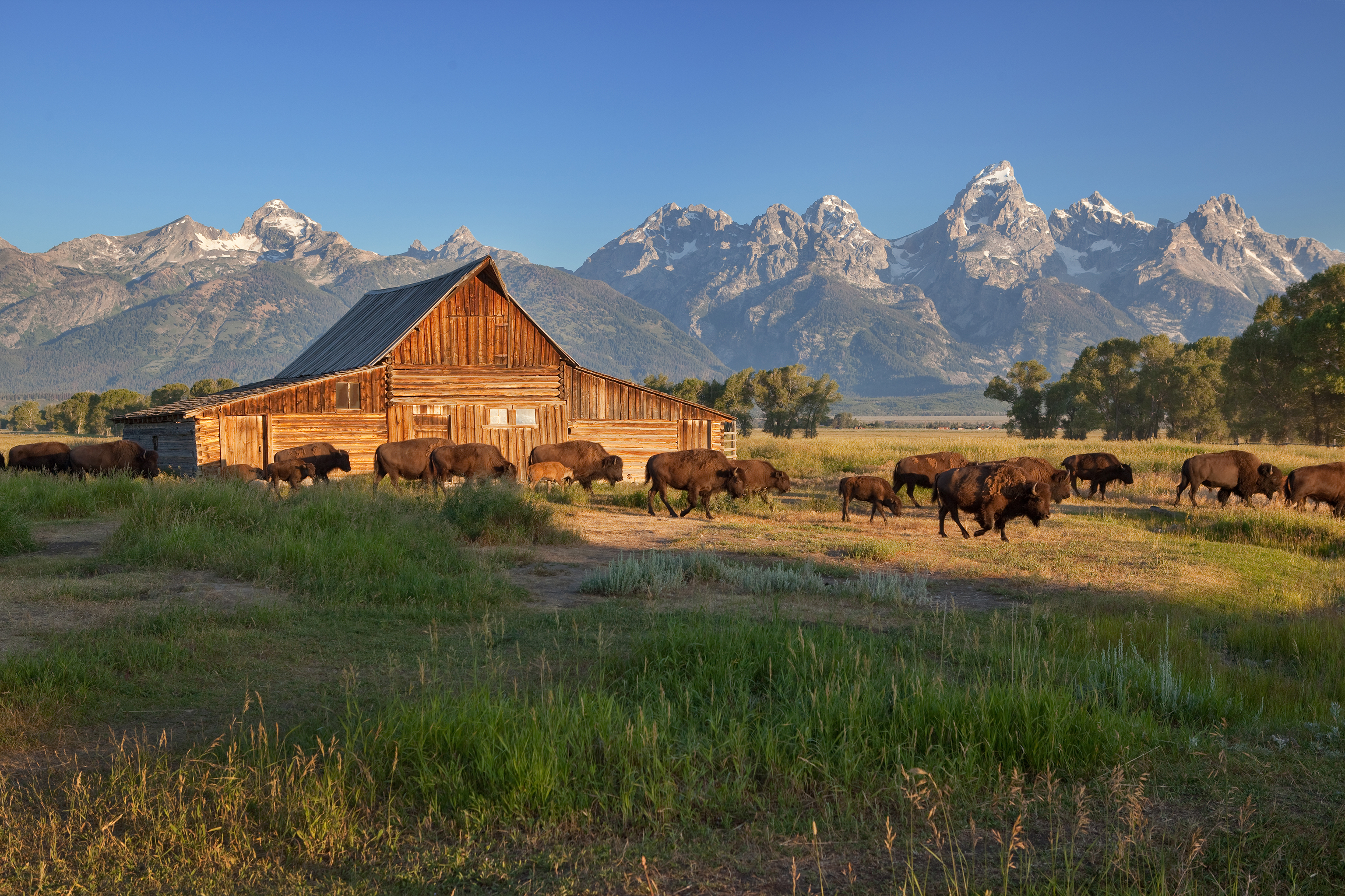 Shutterstock 58985356 Bison Herd Passing By The Moulton Barn, Grand Teton National Park