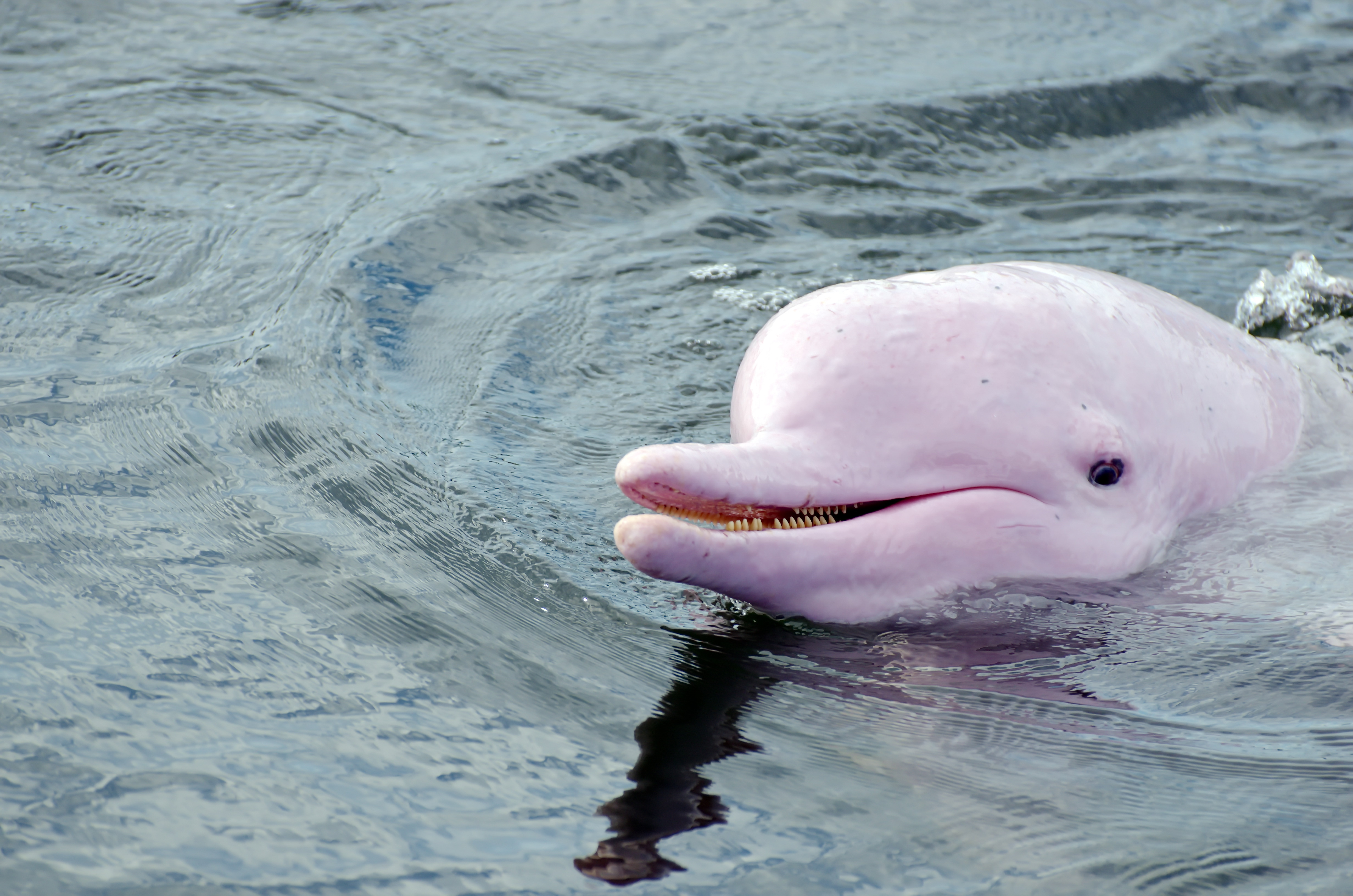 Pink Dolphin.jpg