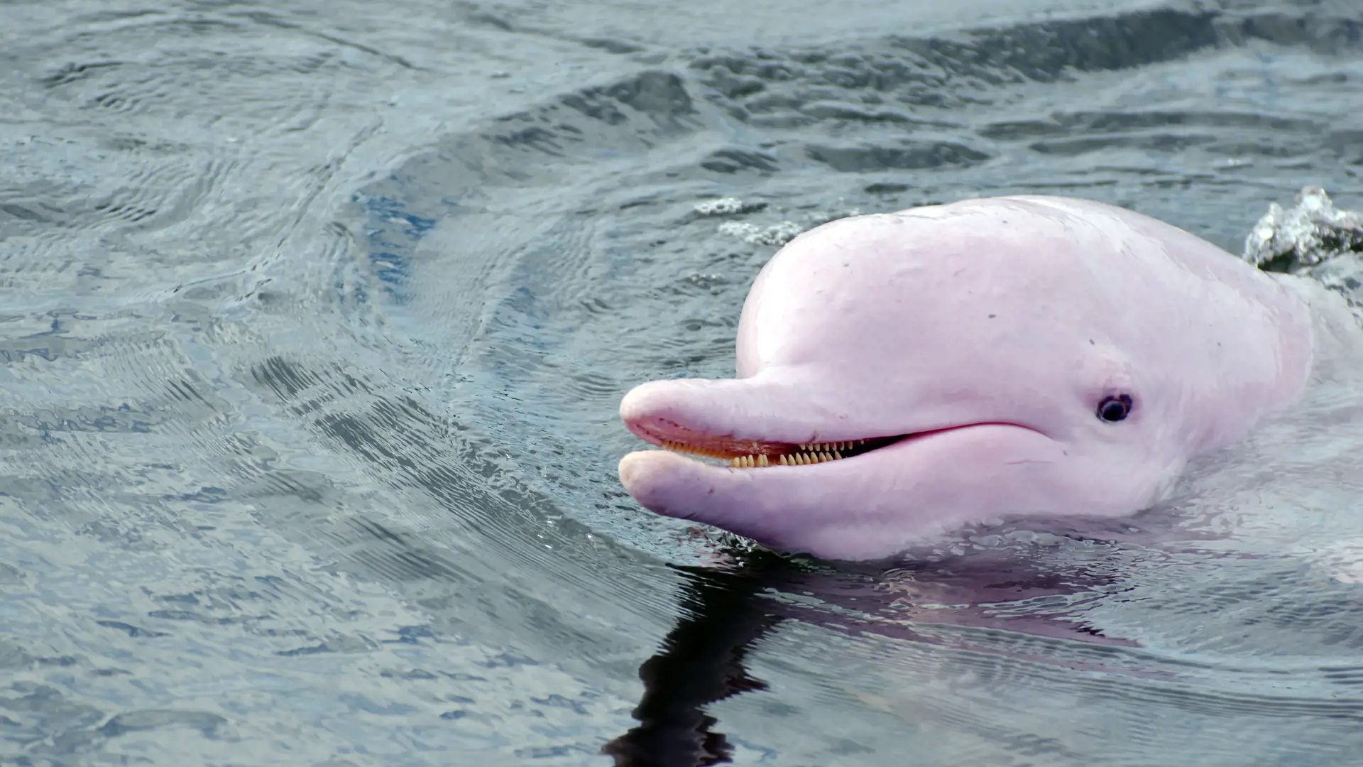 Pink Dolphin.jpg