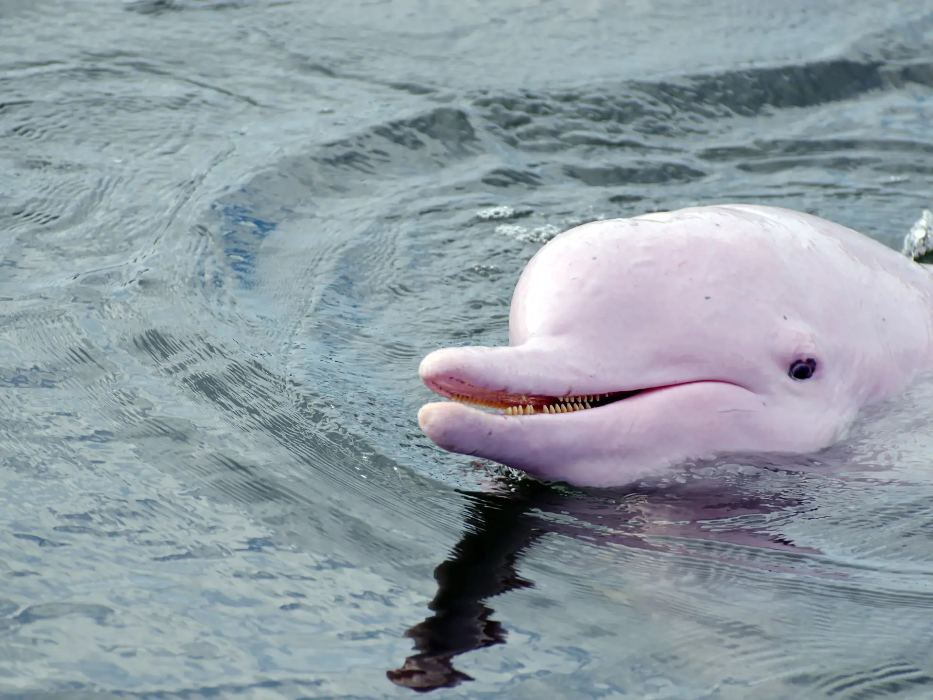 Pink Dolphin.jpg