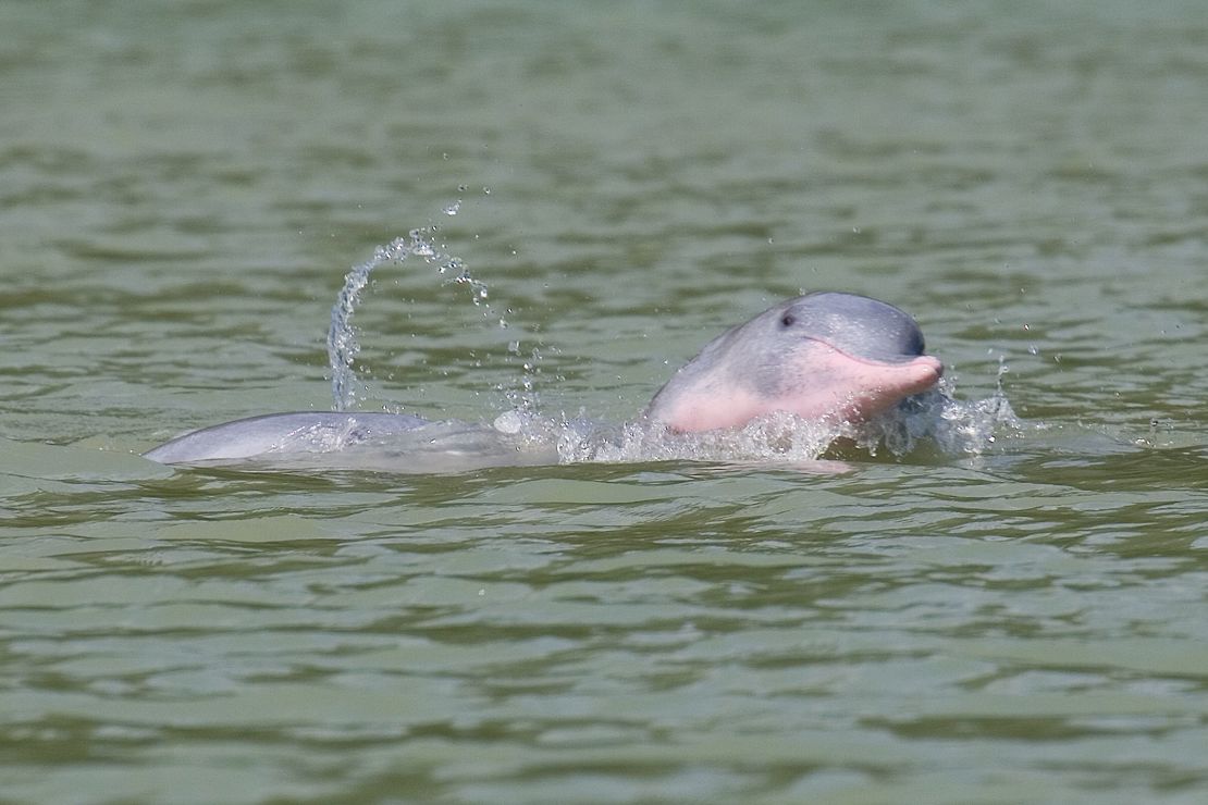 Dolphin 4.JPG
