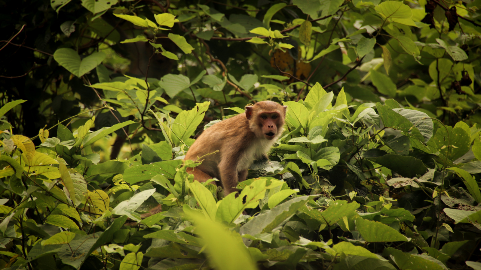 Cuc Phuong Nationalpark