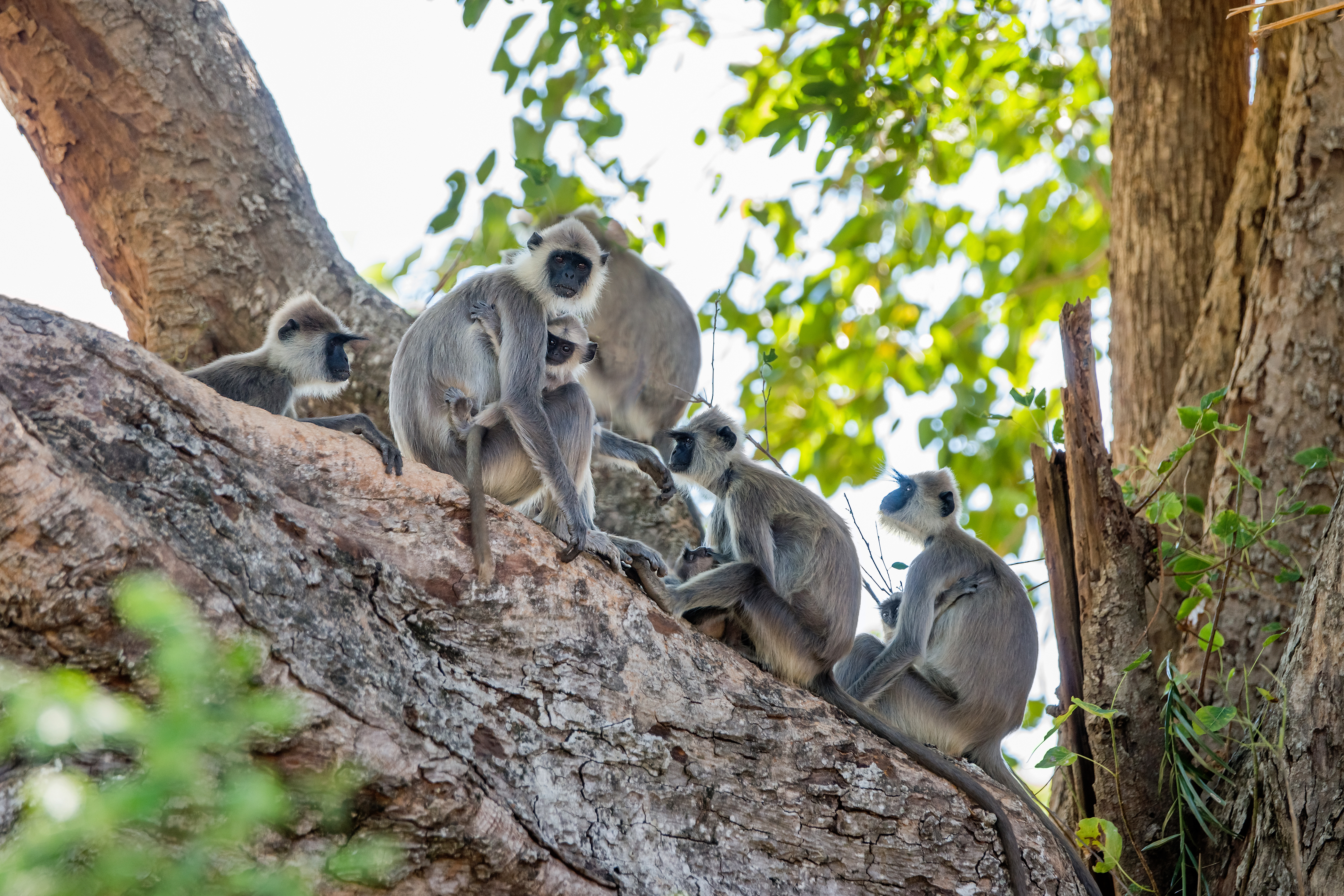 Shutterstock 1011210232 (A Family Of Tufted Gray Langurs, Or Madras Gray Langurs (Semnopithecus Priam) Sitting On A Big Tree. Uda Walawe National Park, Sri Lanka.)