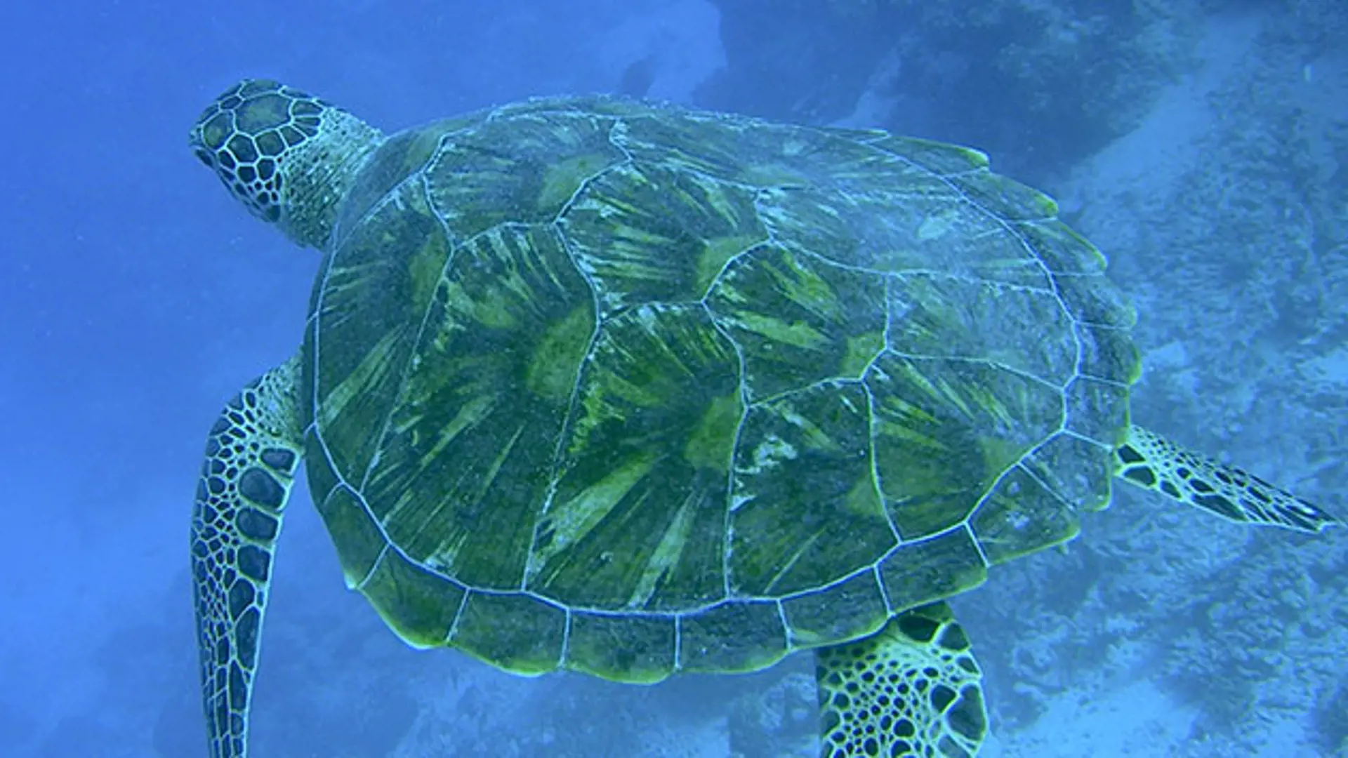 havskildpadde-snorkling.jpg