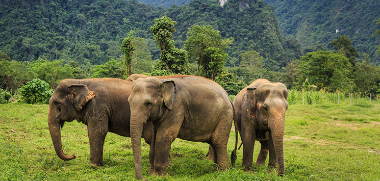 besog-elefanter-i-khao-sok-np.jpg